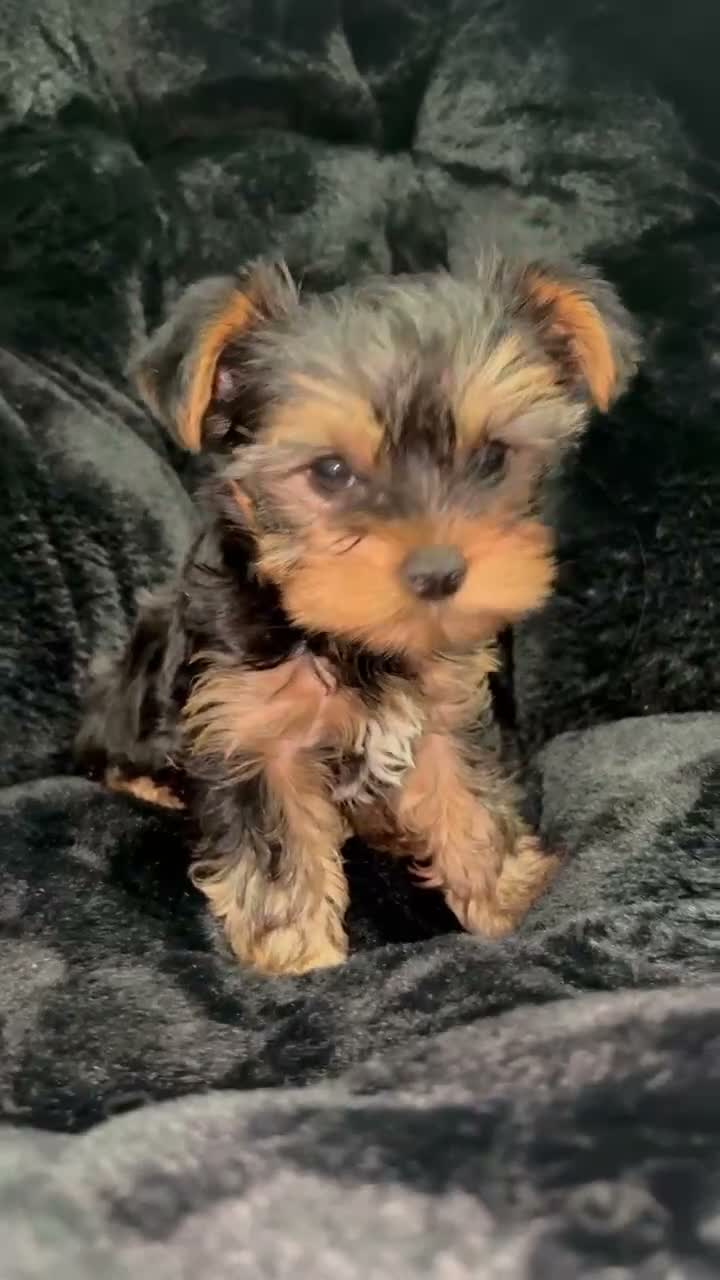 Yorkshire Terrier dogs for sale: Yorkshire Terrier 1 - Video 1
