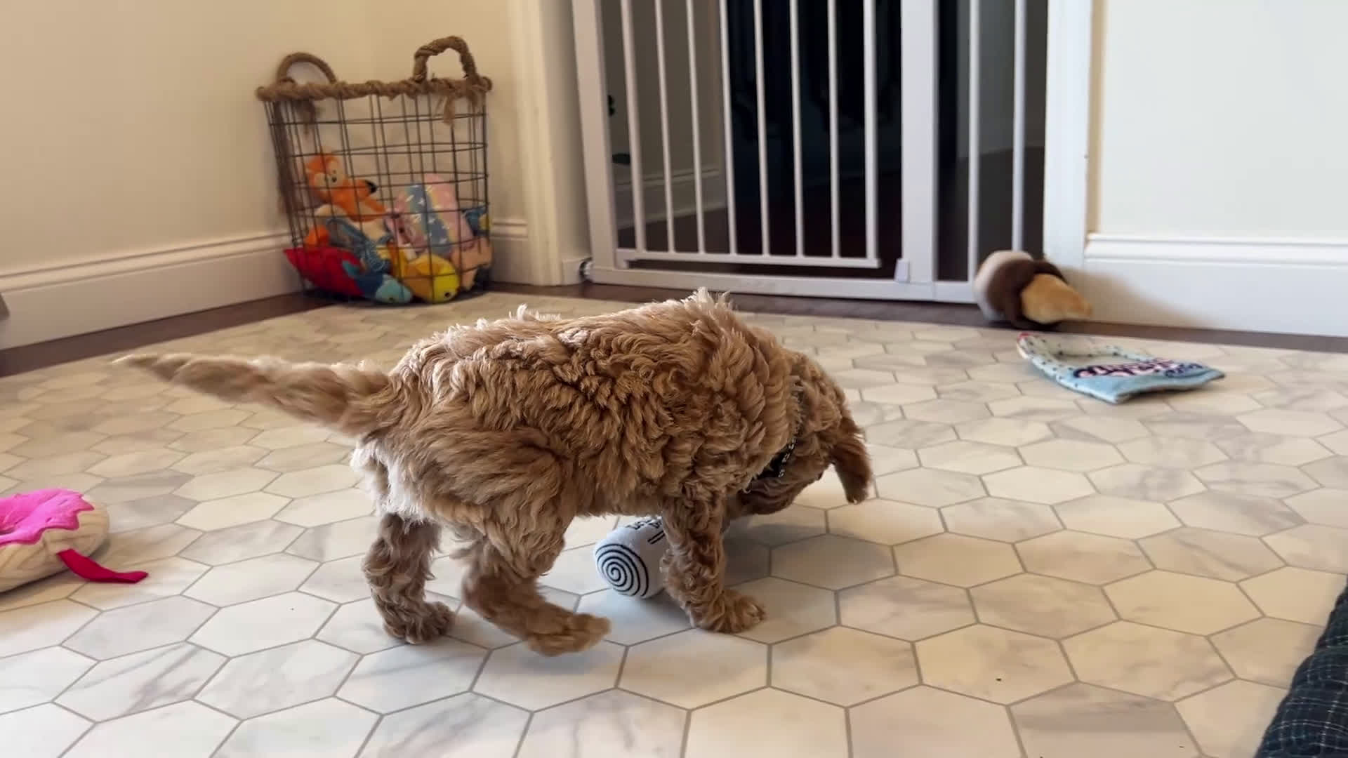 Mini Goldendoodle dogs for sale: Grant - Video 1