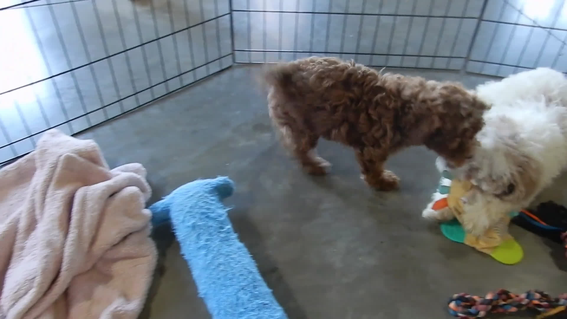 Mini Goldendoodle dogs for sale: Lenny - Video 1