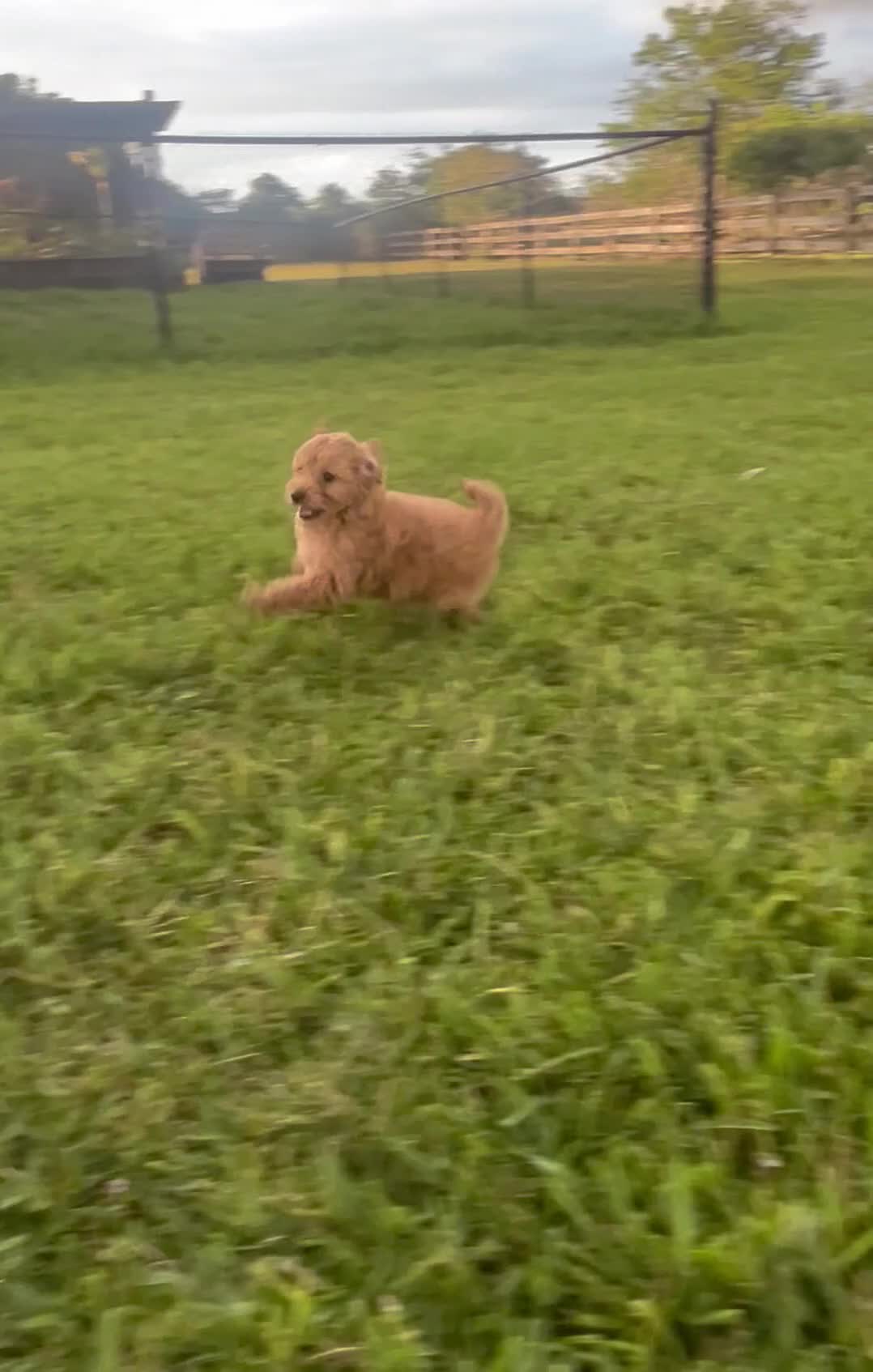 Mini Goldendoodle dogs for sale: Mini Goldendoodle Puppy 3 - Video 2