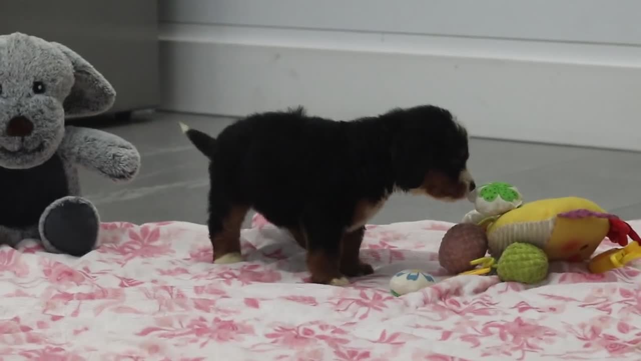 Mini Bernedoodle dogs for sale: Onyx - Video 2