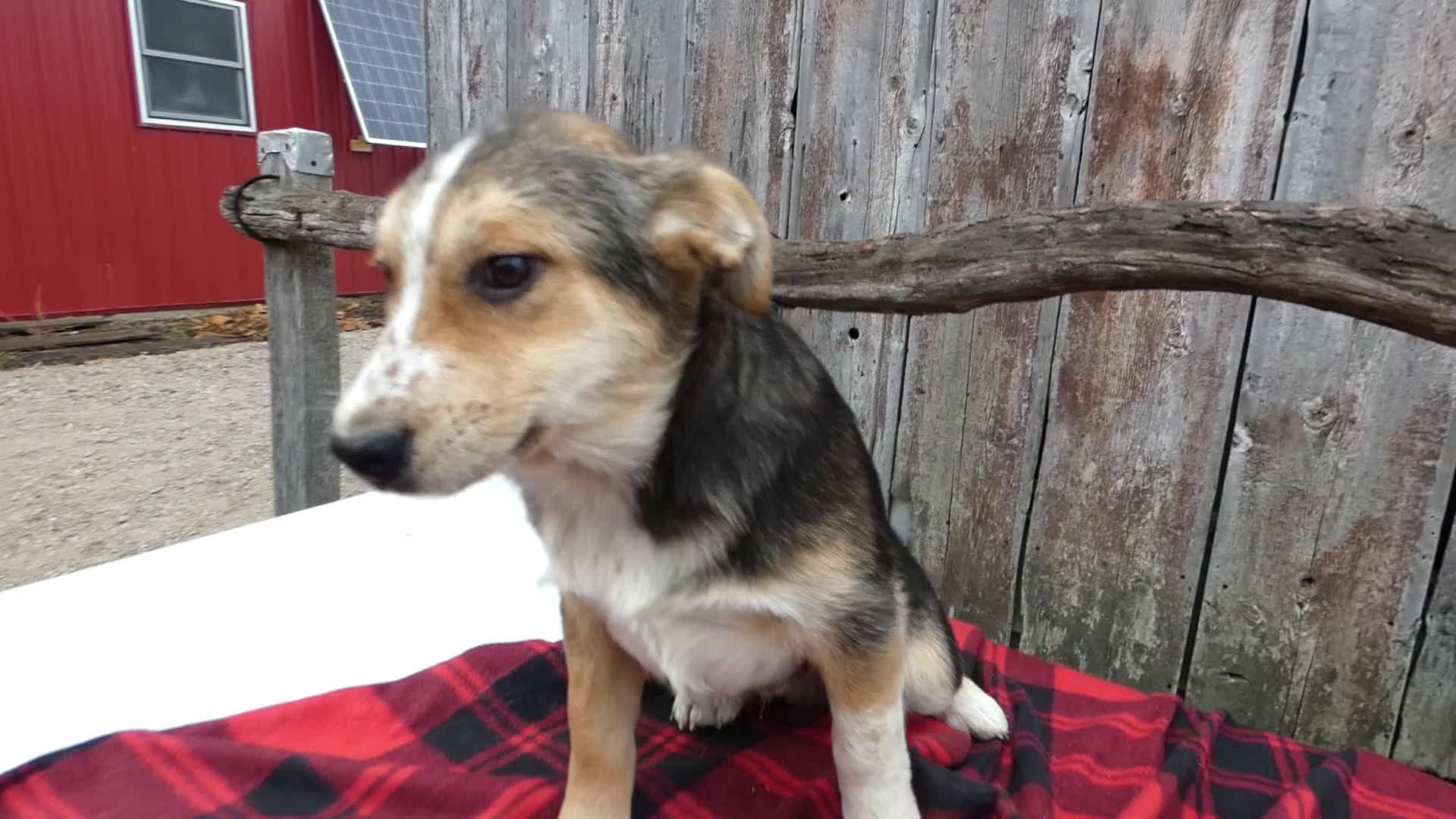 Mixed Breed dogs for sale: Mixed Breed Puppy 2 Freckles - Video 1