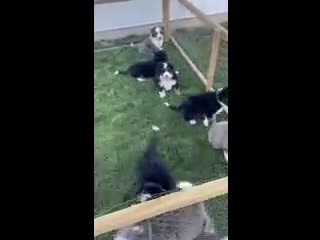 Mini Bernedoodle dogs for sale: Jase - Video 1