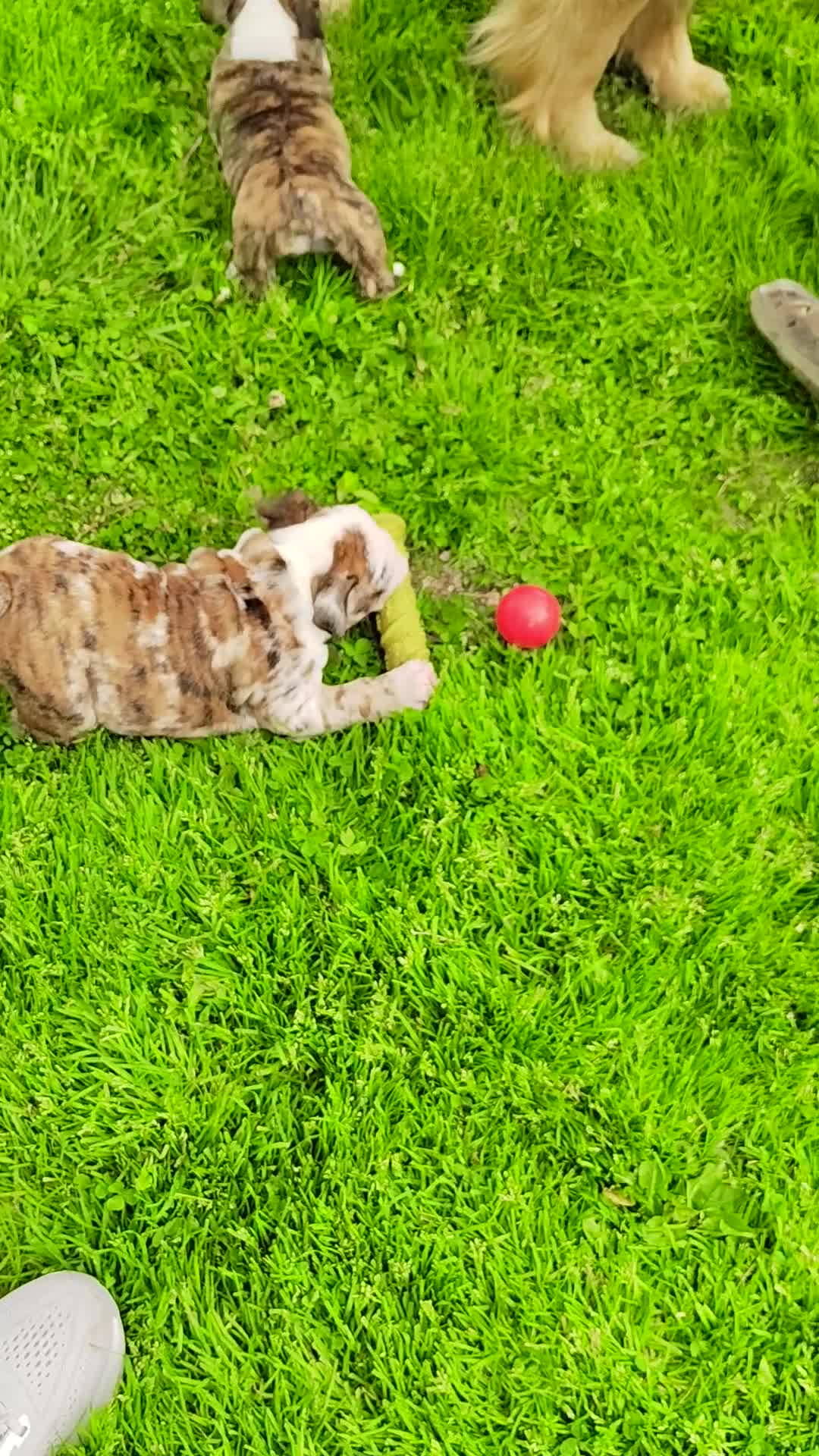 English Bulldog dogs for sale: Bailey  - Video 1