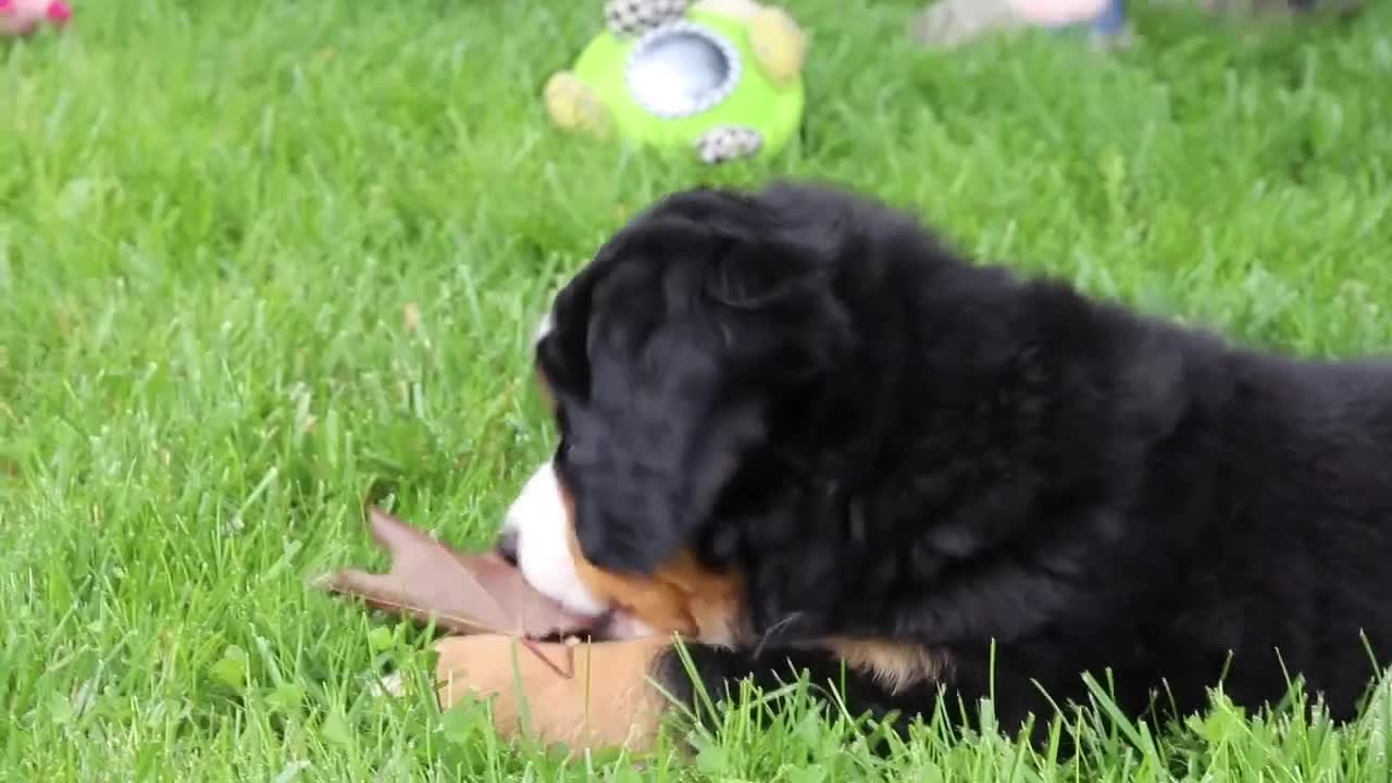 Bernese Mountain Dog dogs for sale: Sadie - Video 1