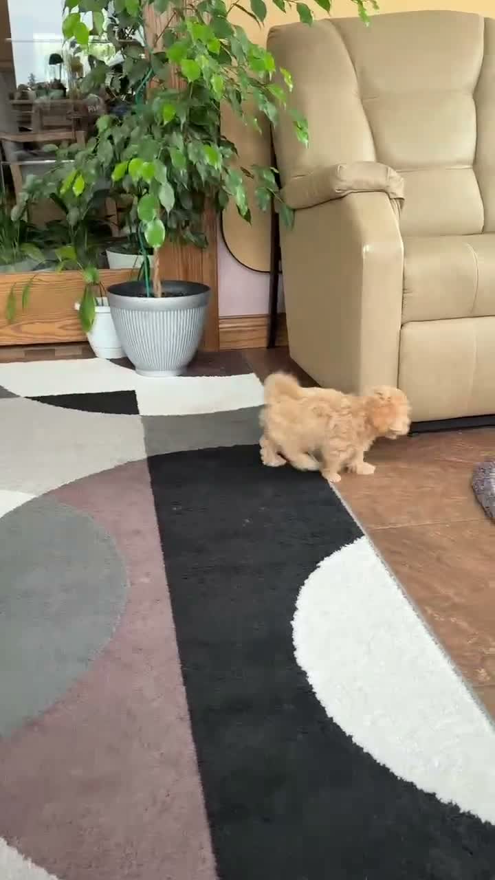 Maltipoo dogs for sale: Suzie  - Video 1