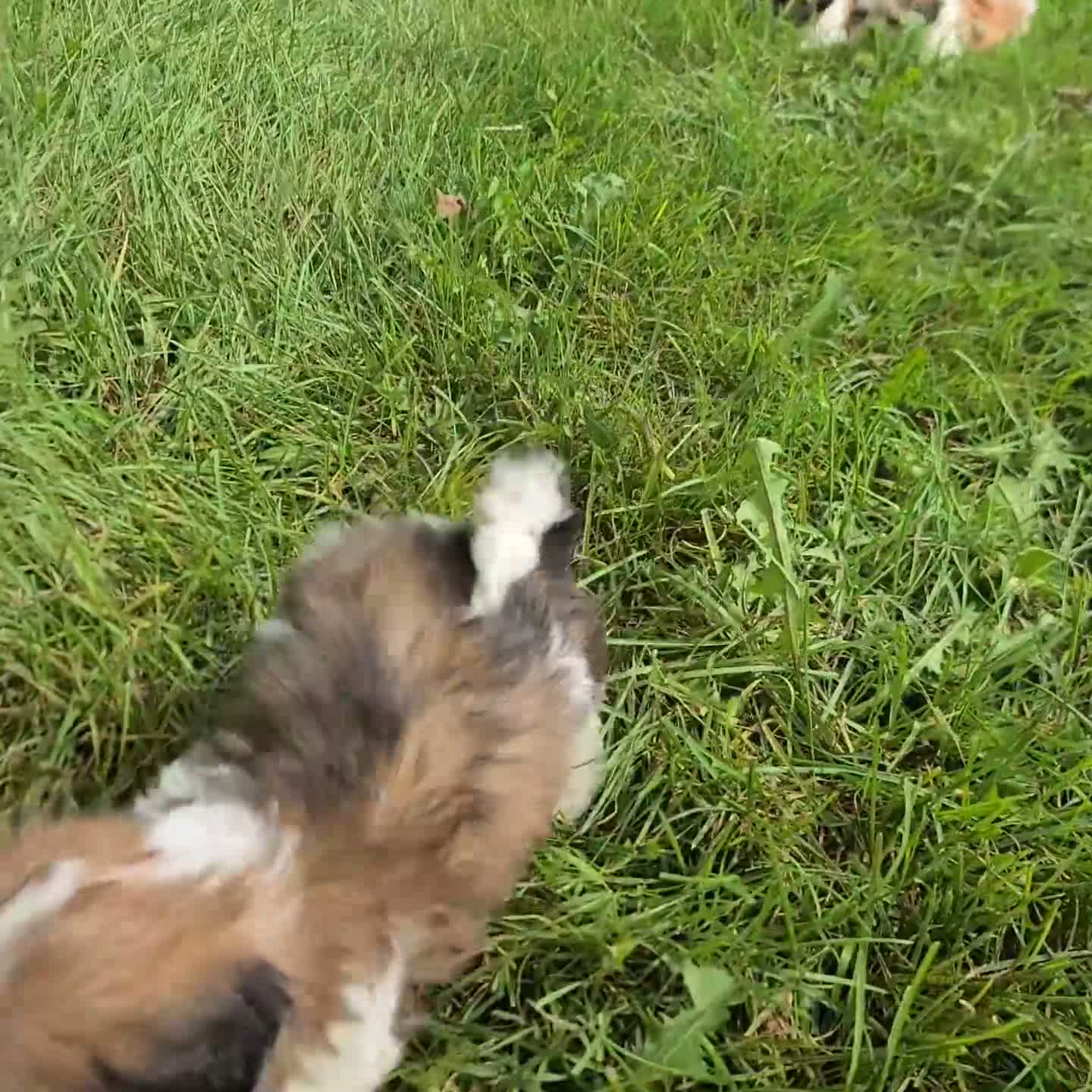 Shih Tzu dogs for sale: Manny - Video 1