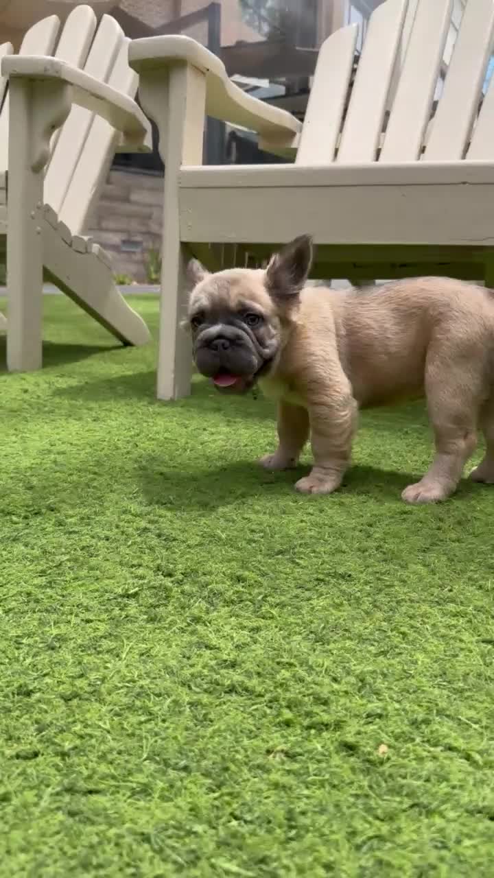 French Bulldog dogs for sale: Lilly - Video 2