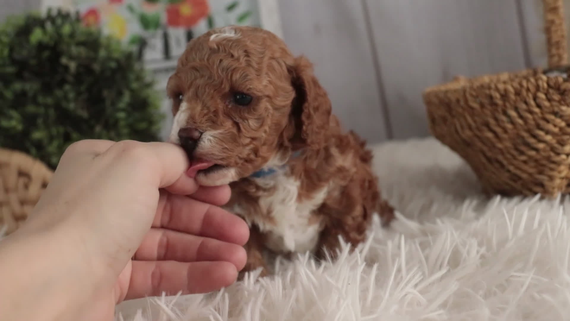 Miniature Poodle dogs for sale: Ellie - Video 1