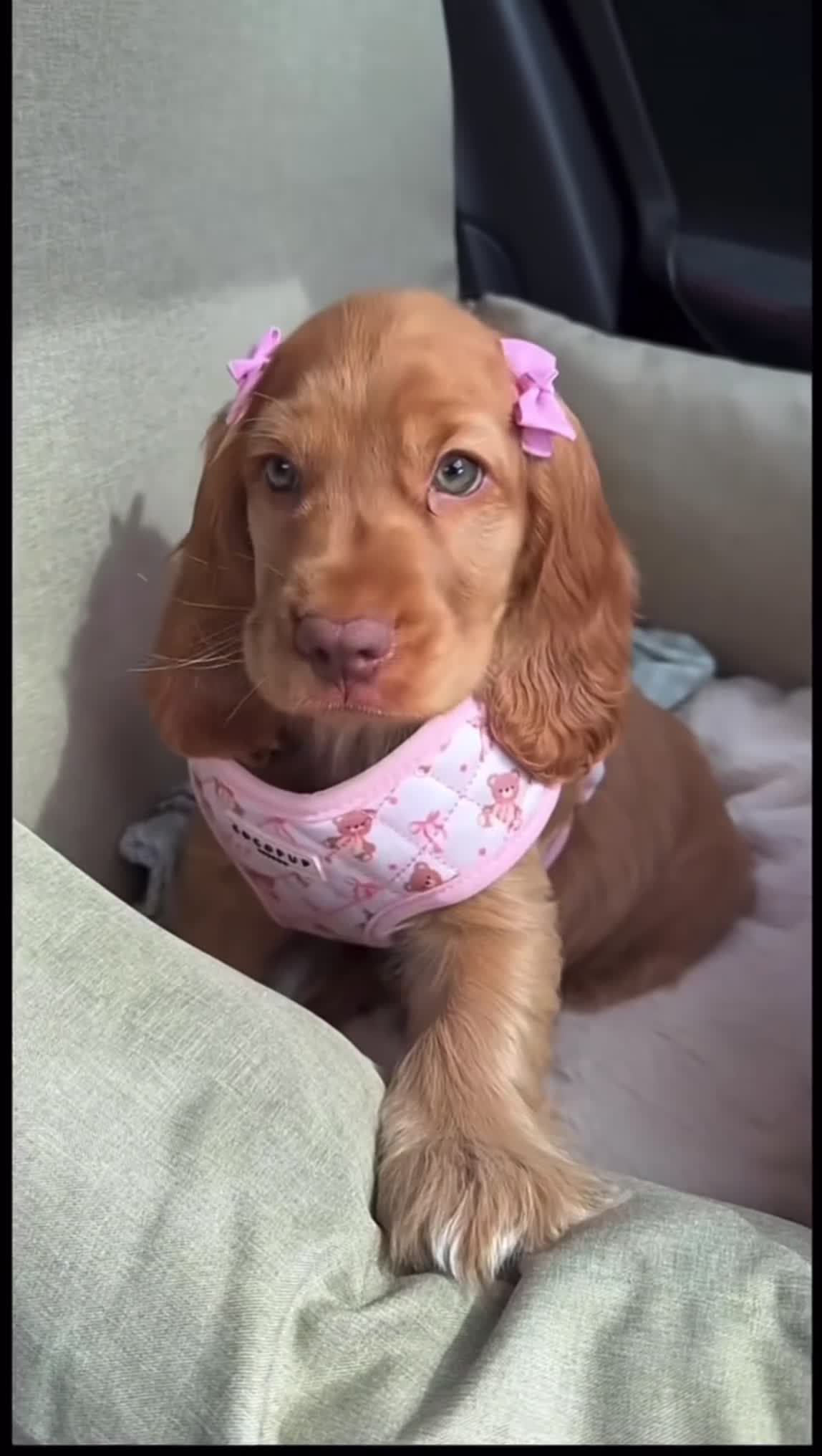 English Cocker Spaniel dogs for sale: Sienna - Video 1