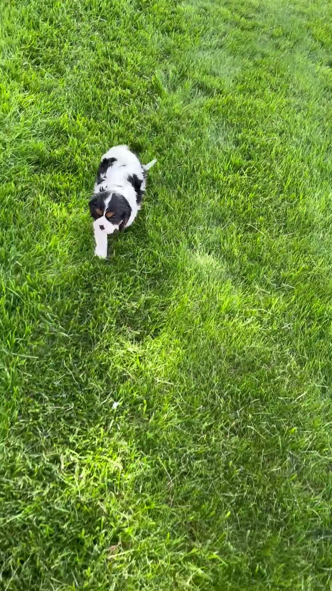 Cavalier King Charles Spaniel dogs for sale: Riley - Video 1