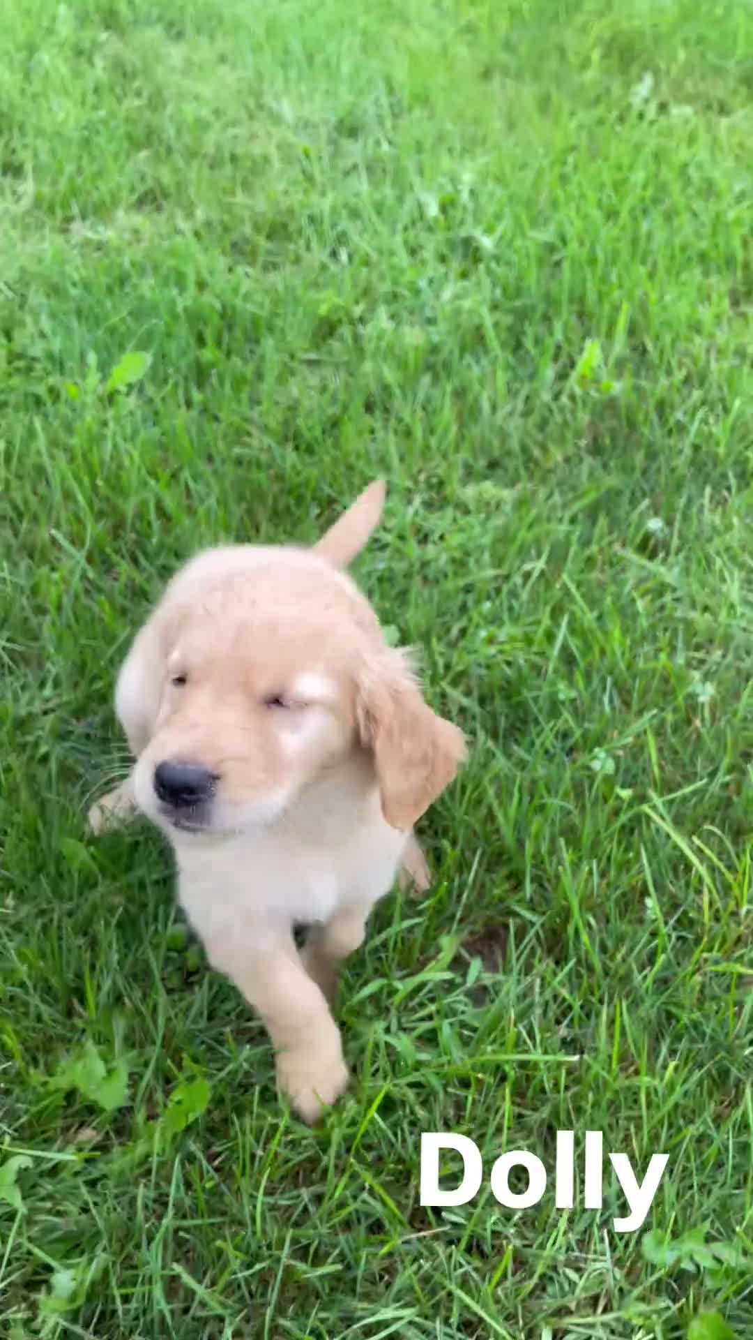Golden Retriever dogs for sale: Dolly - Video 1