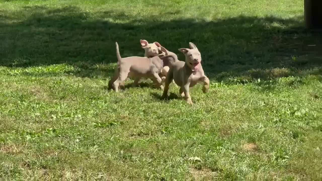 American Bully dogs for sale: American Bully 8 - Video 1