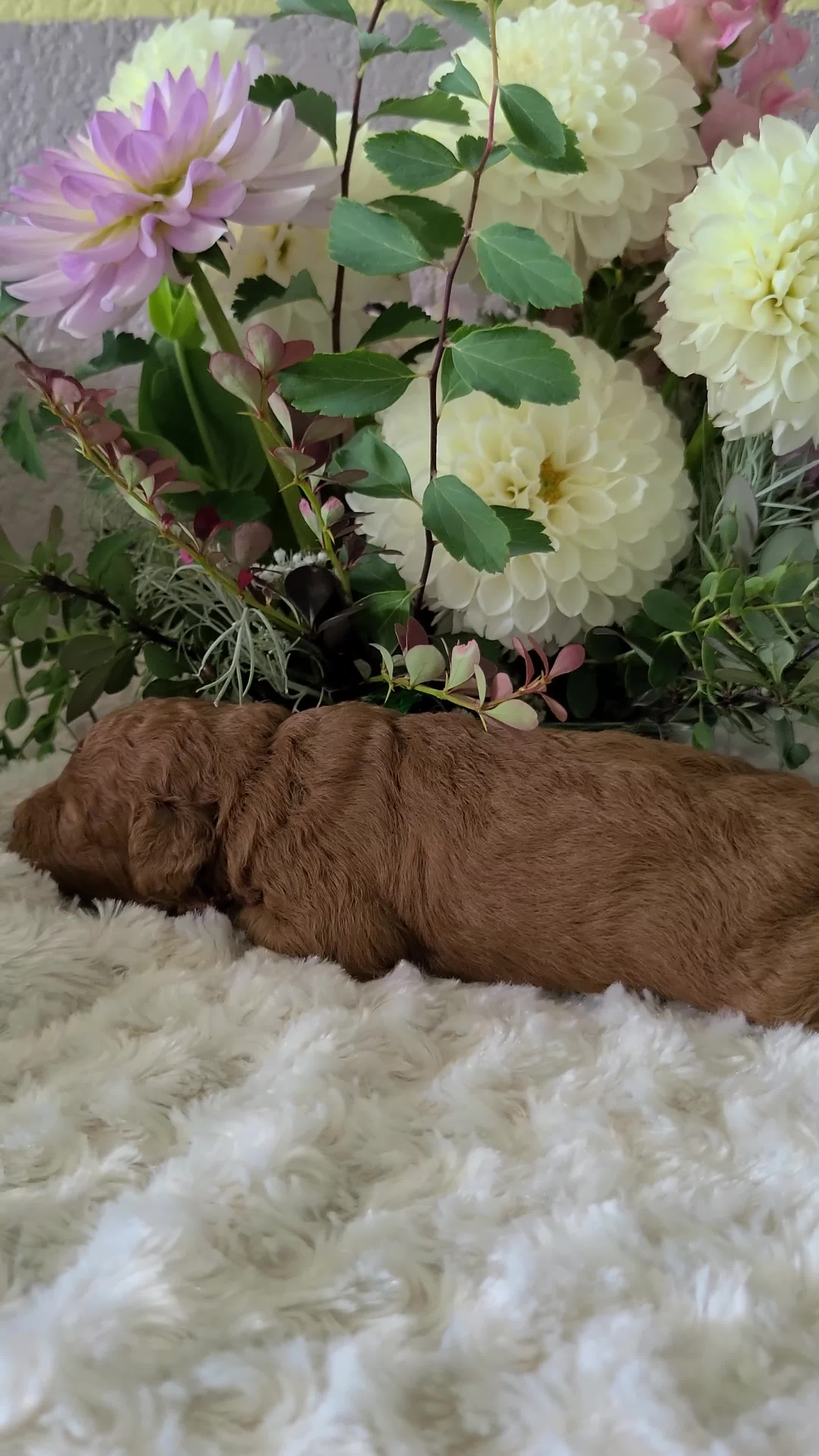 Mini Goldendoodle dogs for sale: Izzy - Video 1