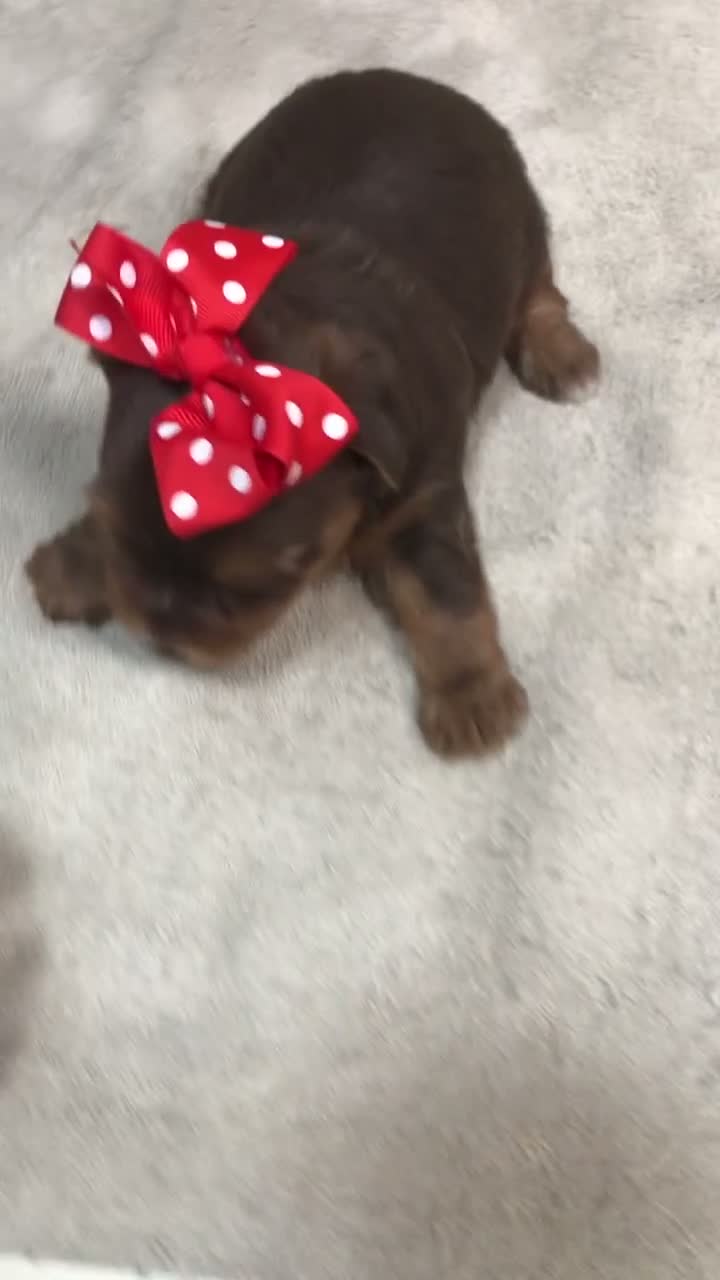 Yorkshire Terrier dogs for sale: Samson - Video 1