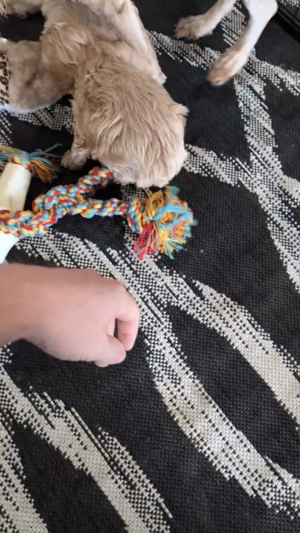 Cockapoo dogs for sale: Tessa - Video 1