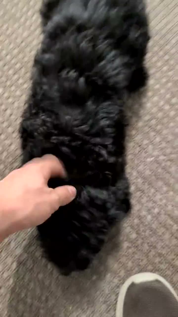Havapoo dogs for sale: Mason - Video 1
