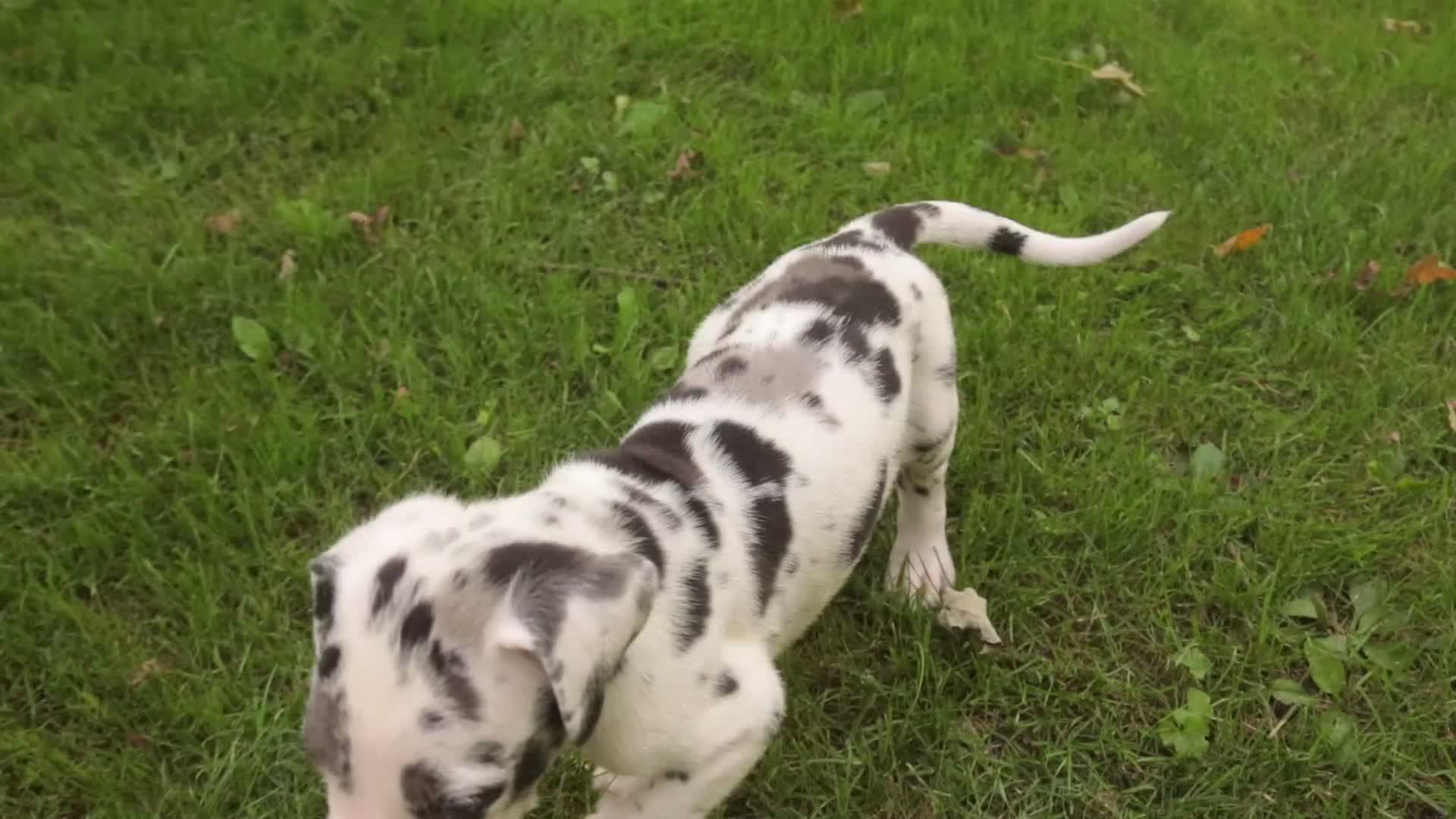 Great Dane dogs for sale: Beatrice Great Dane  - Video 3