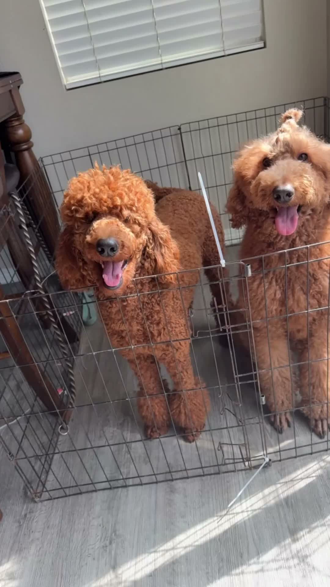 Standard Poodle dogs for sale: Beaux - Video 3