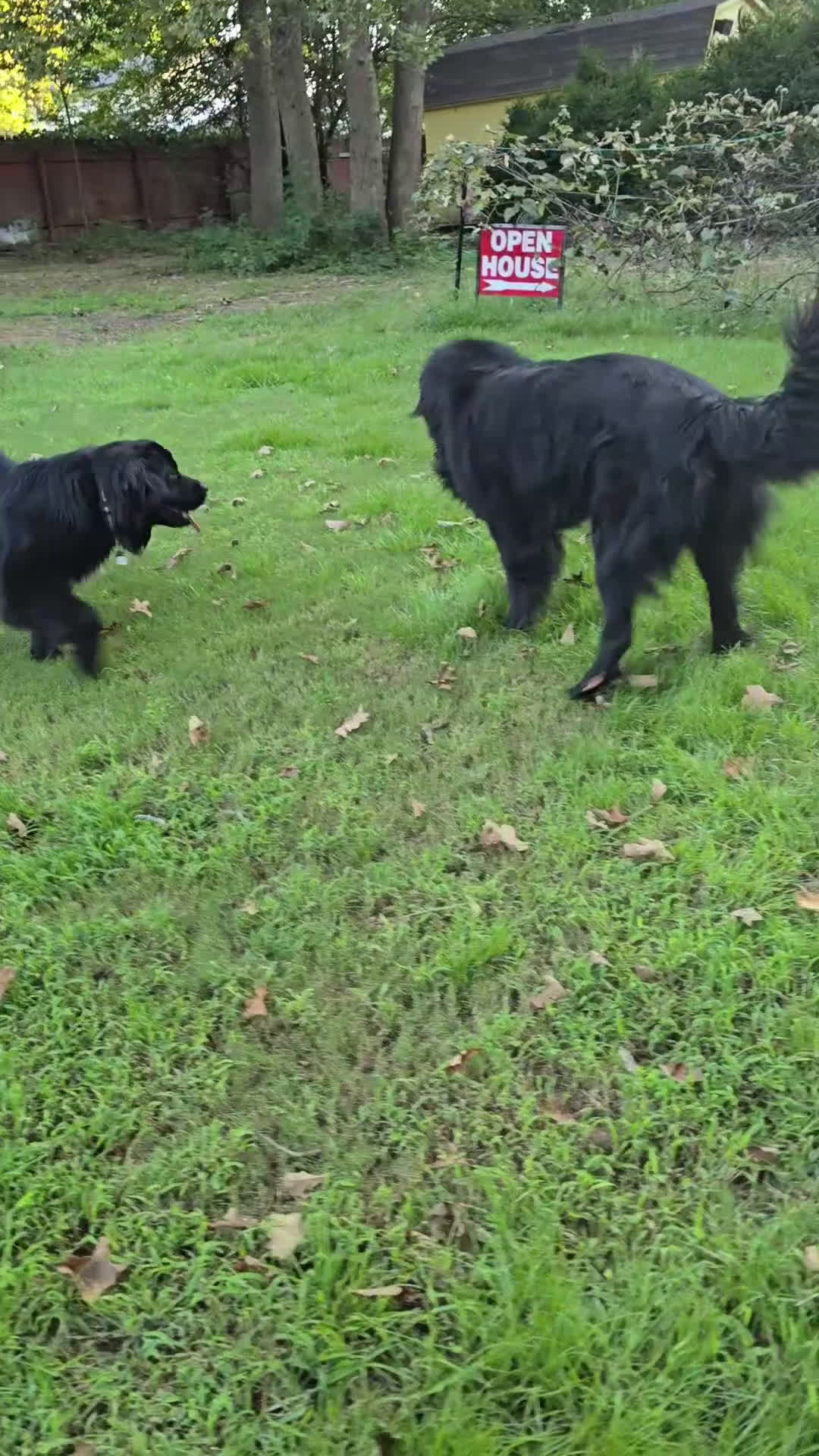 Newfoundland dogs for sale: Newfoundland Puppy 8 girl - Video 2