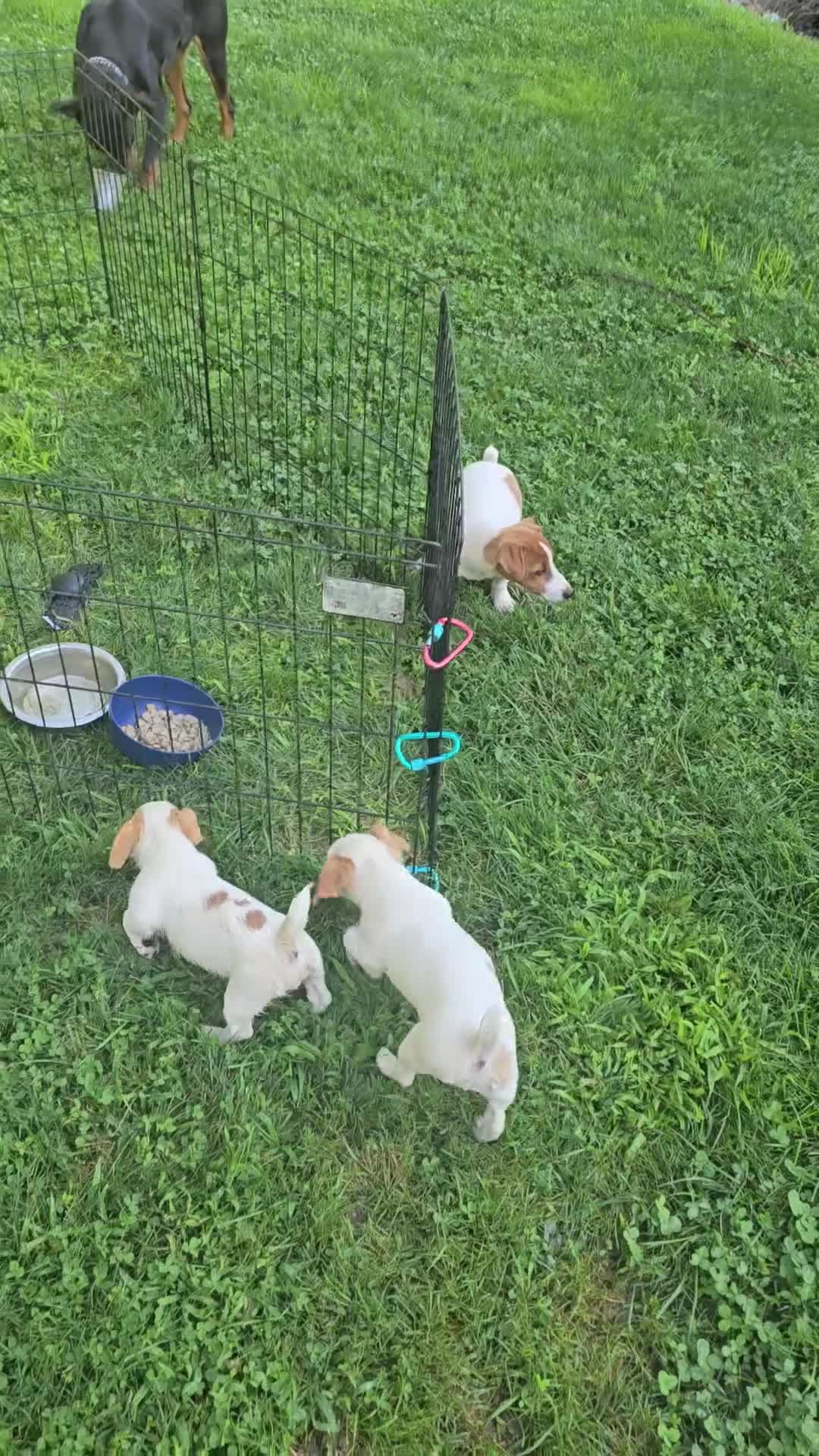 Jack Russell Terrier dogs for sale: Jack Russell Terrier 2 - Video 1