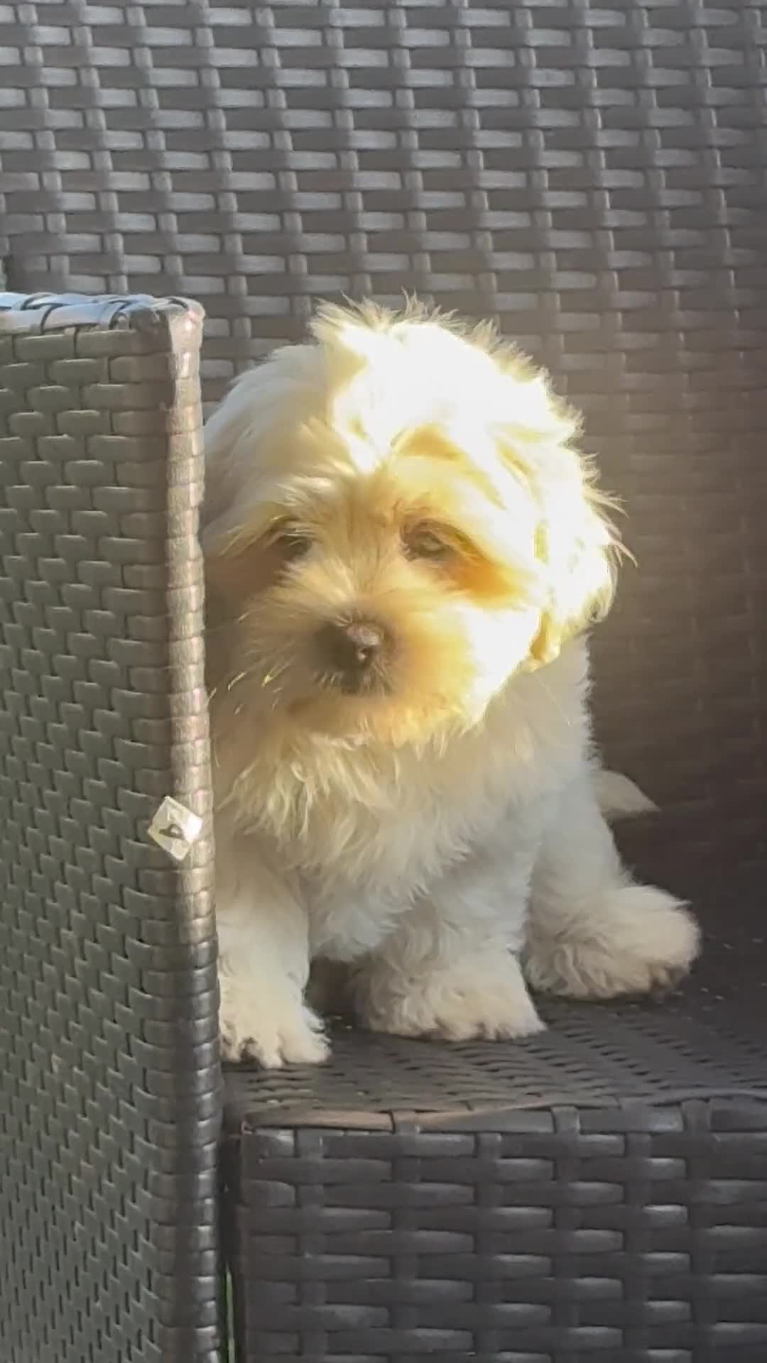 Mixed Breed dogs for sale: Mixed Breed 1 - Video 1