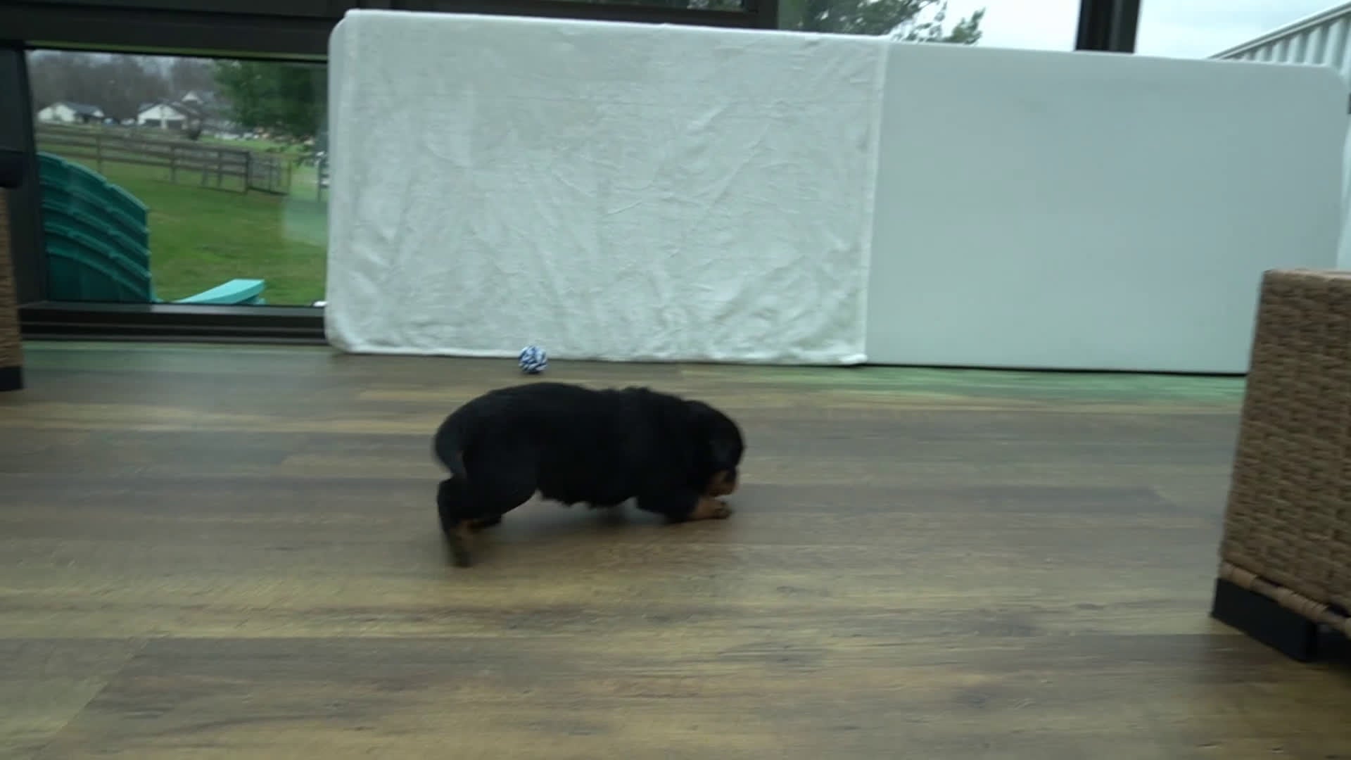 Rottweiler dogs for sale: Brutus - Video 1