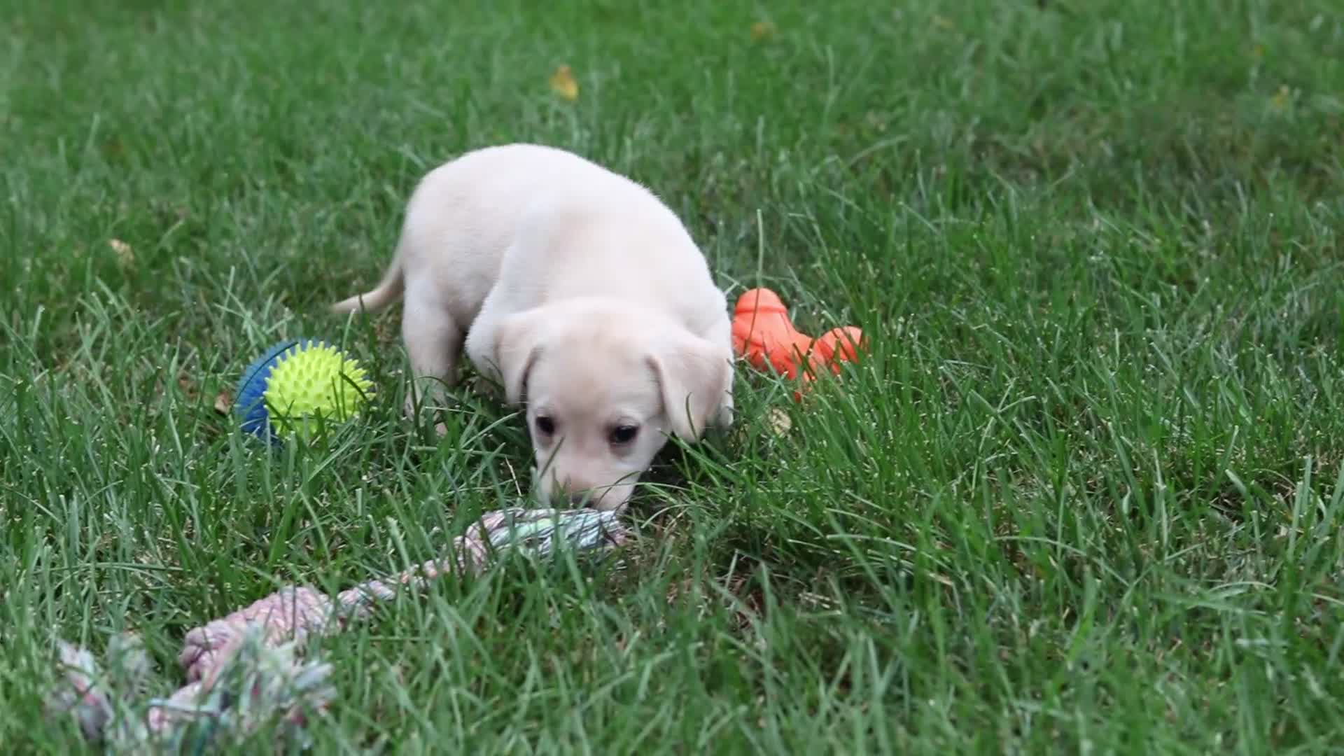 Labrador Retriever dogs for sale: Bella - Video 1