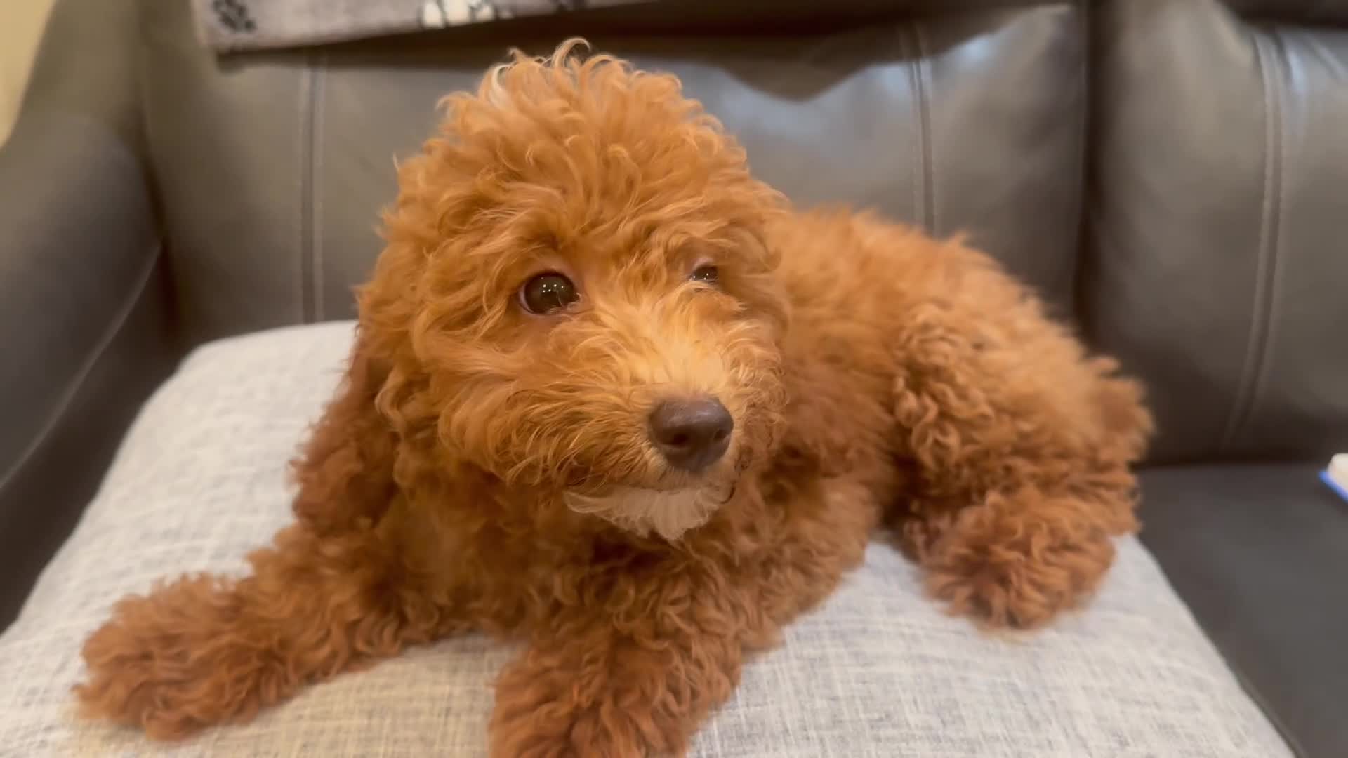 Toy Poodle dogs for sale: Red - Video 1