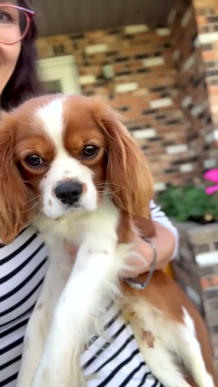 Cavalier King Charles Spaniel dogs for sale: Cavalier King Charles Spaniel 1 - Video 2