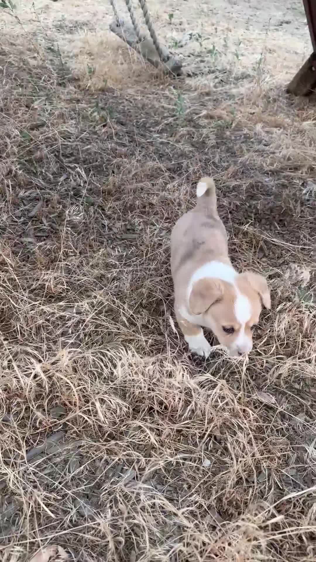 Welsh Corgi Pembroke dogs for sale: Welsh Corgi Pembroke 2 - Video 1