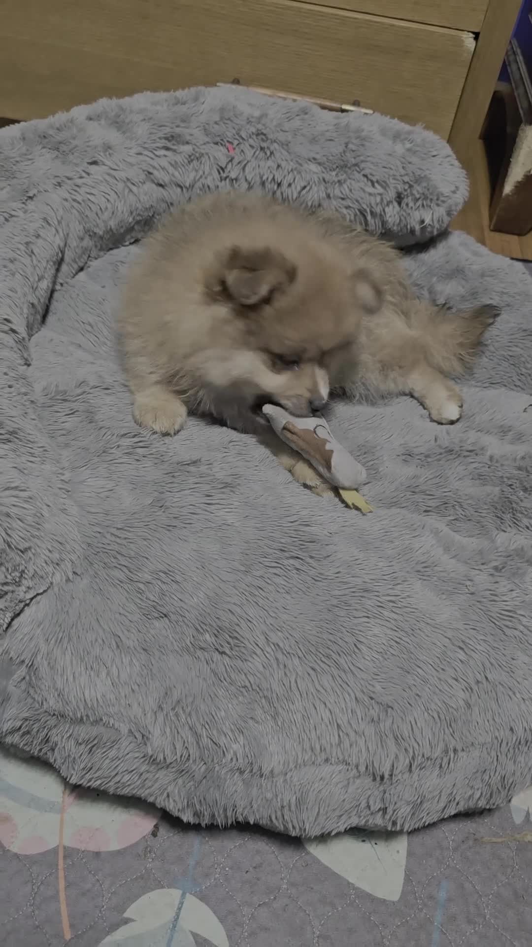 Pomeranian dogs for sale: Hunter  - Video 1