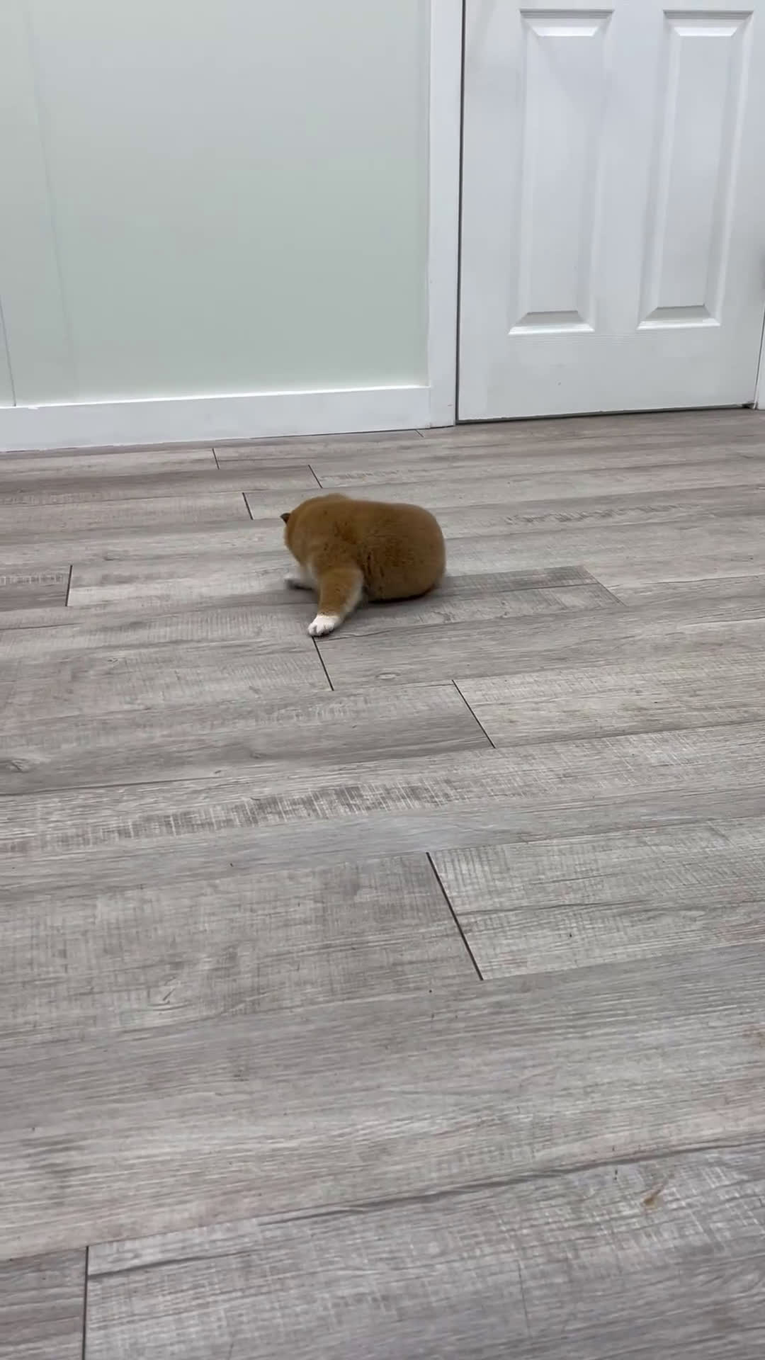 Shiba Inu dogs for sale: Kingsley - Video 1