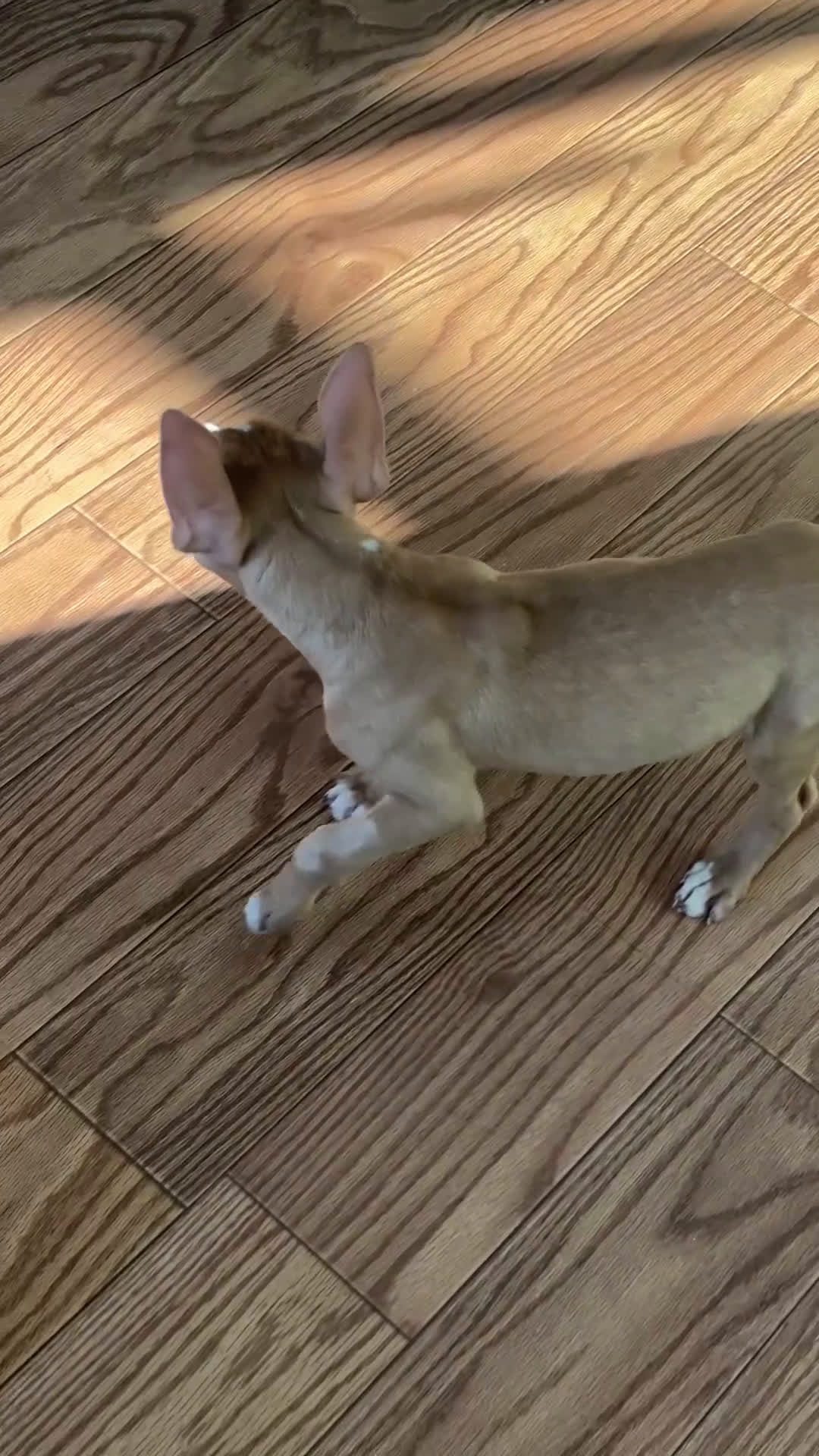 American Pit Bull Terrier dogs for sale: American Pit Bull Terrier Puppy 1 - Video 1