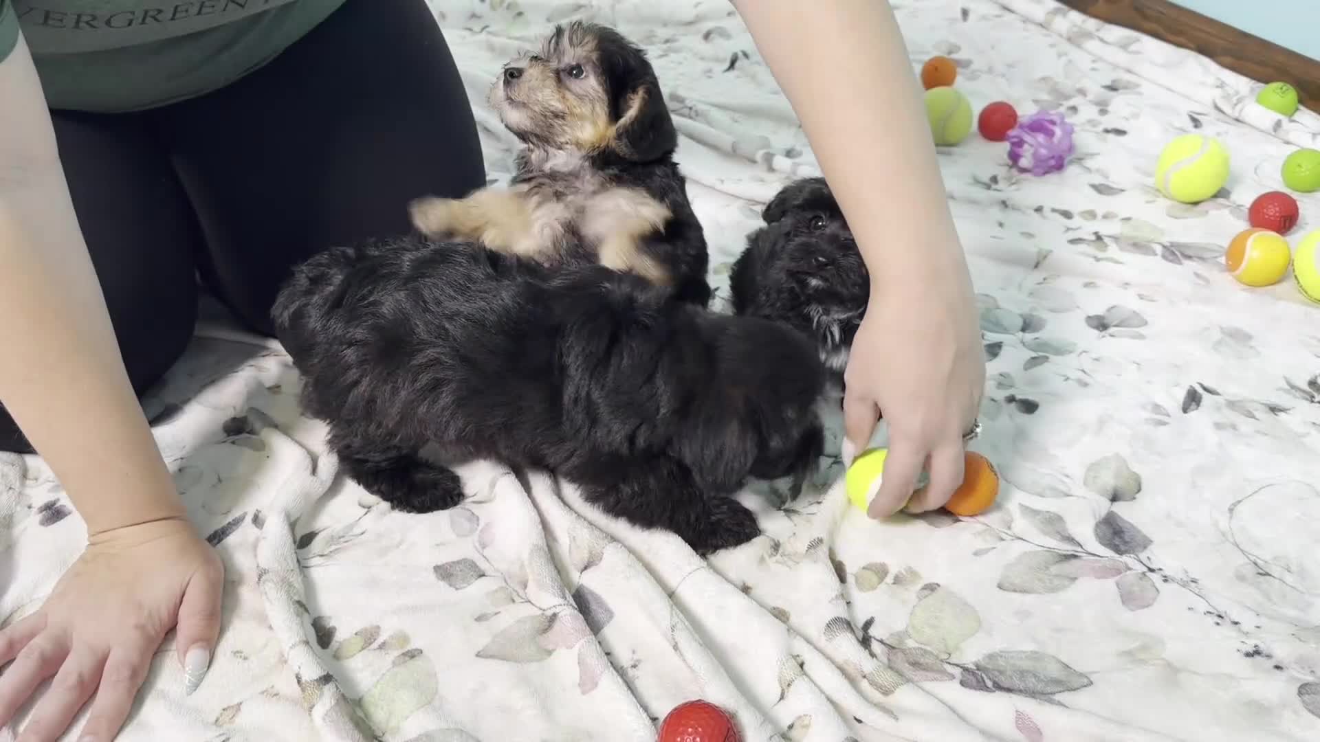 Yorkiepoo dogs for sale: Jacob - Video 1
