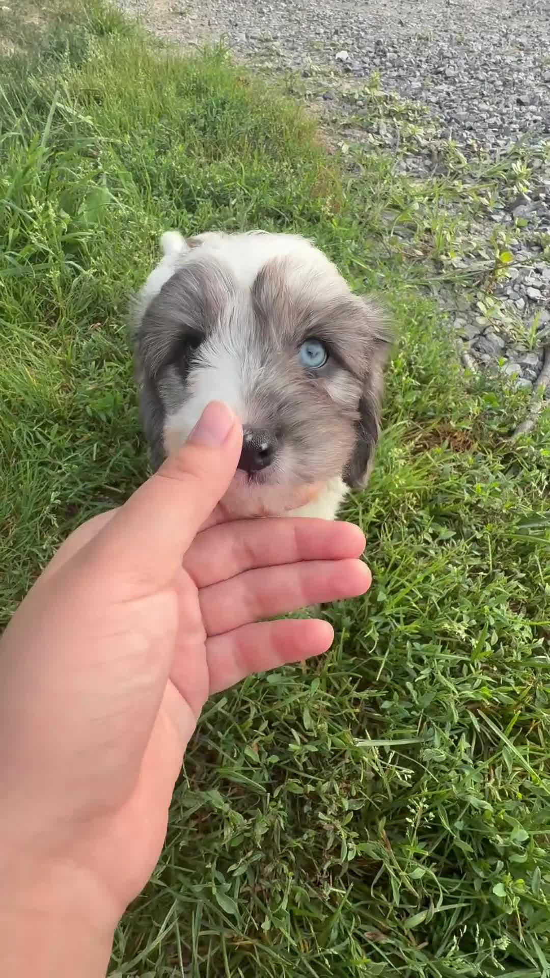 Cavapoo dogs for sale: Dawn - Video 1
