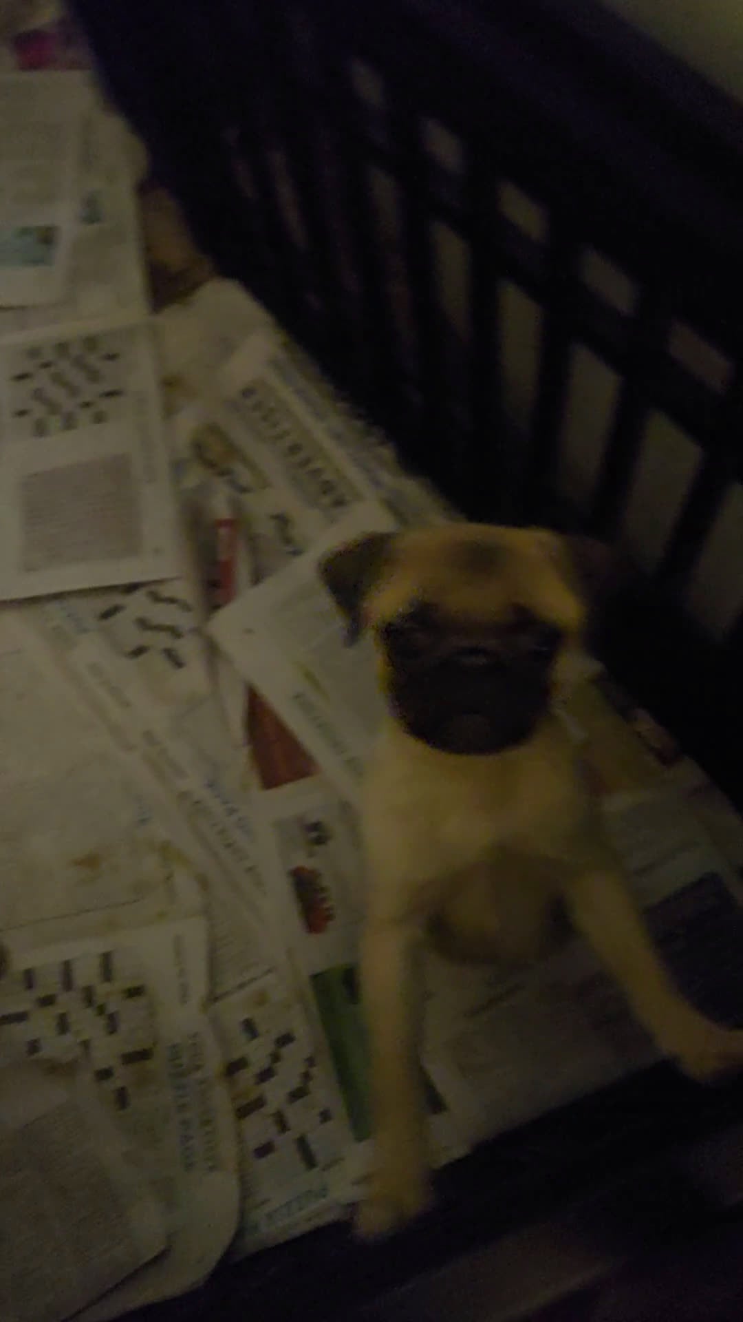 Pug dogs for sale: WILLIE - Video 1