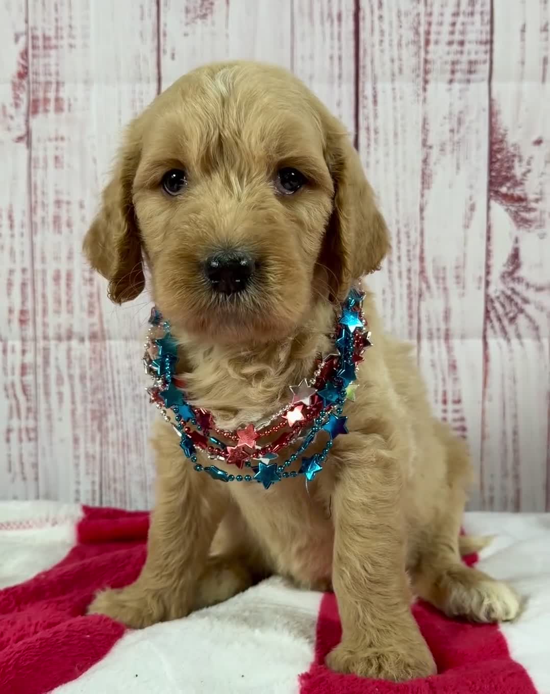 Goldendoodle dogs for sale: Teddy - Video 1