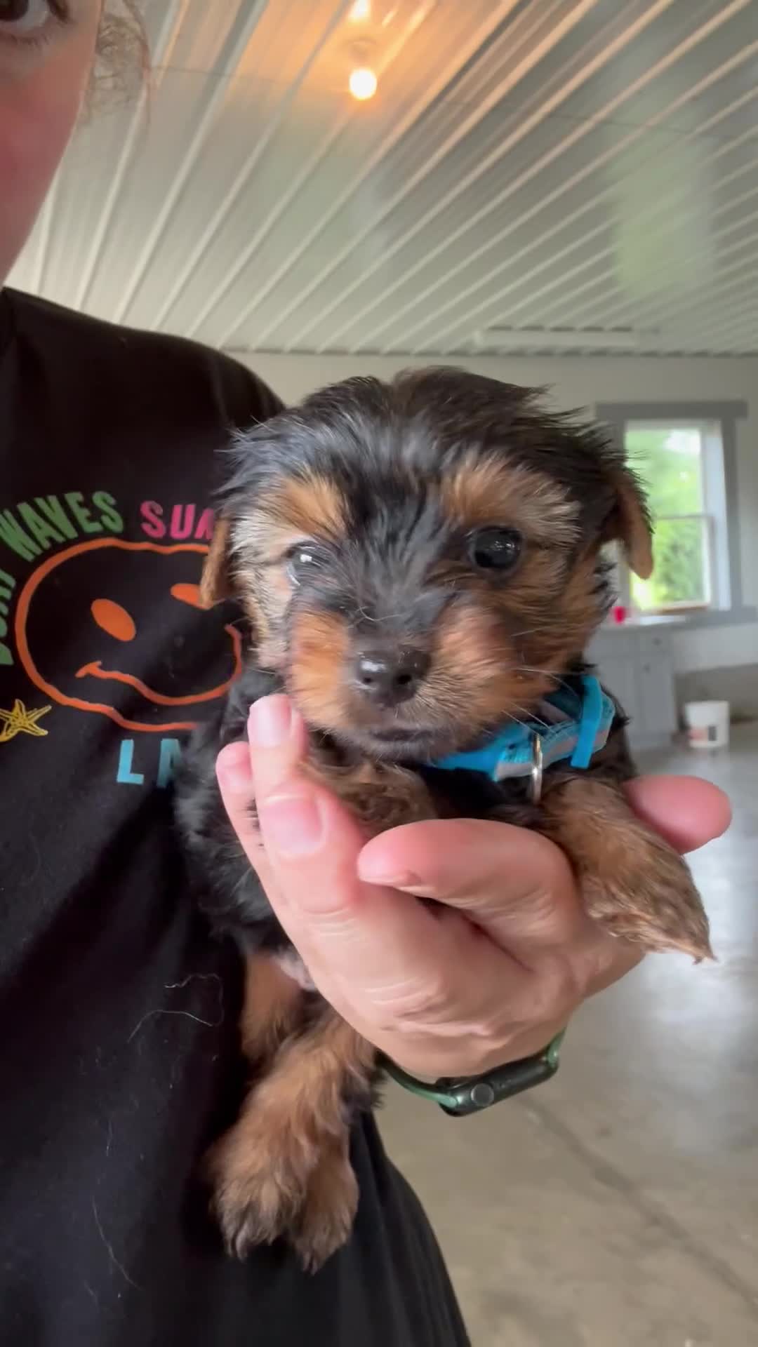 Yorkshire Terrier dogs for sale: Jake  - Video 1