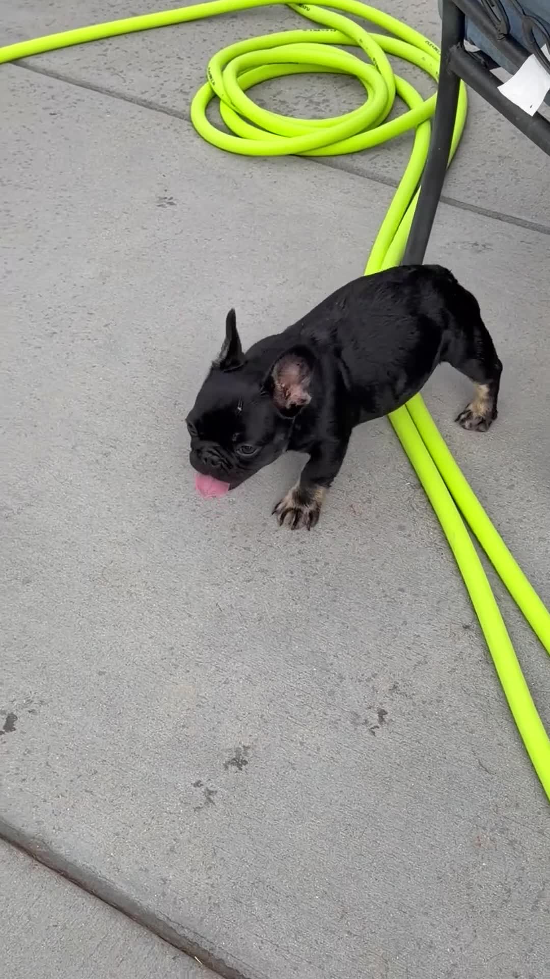 French Bulldog dogs for sale: Meridius - Video 1