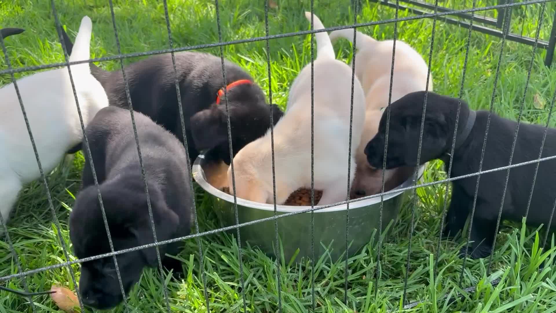 Labrador Retriever dogs for sale: Green boy - Video 1
