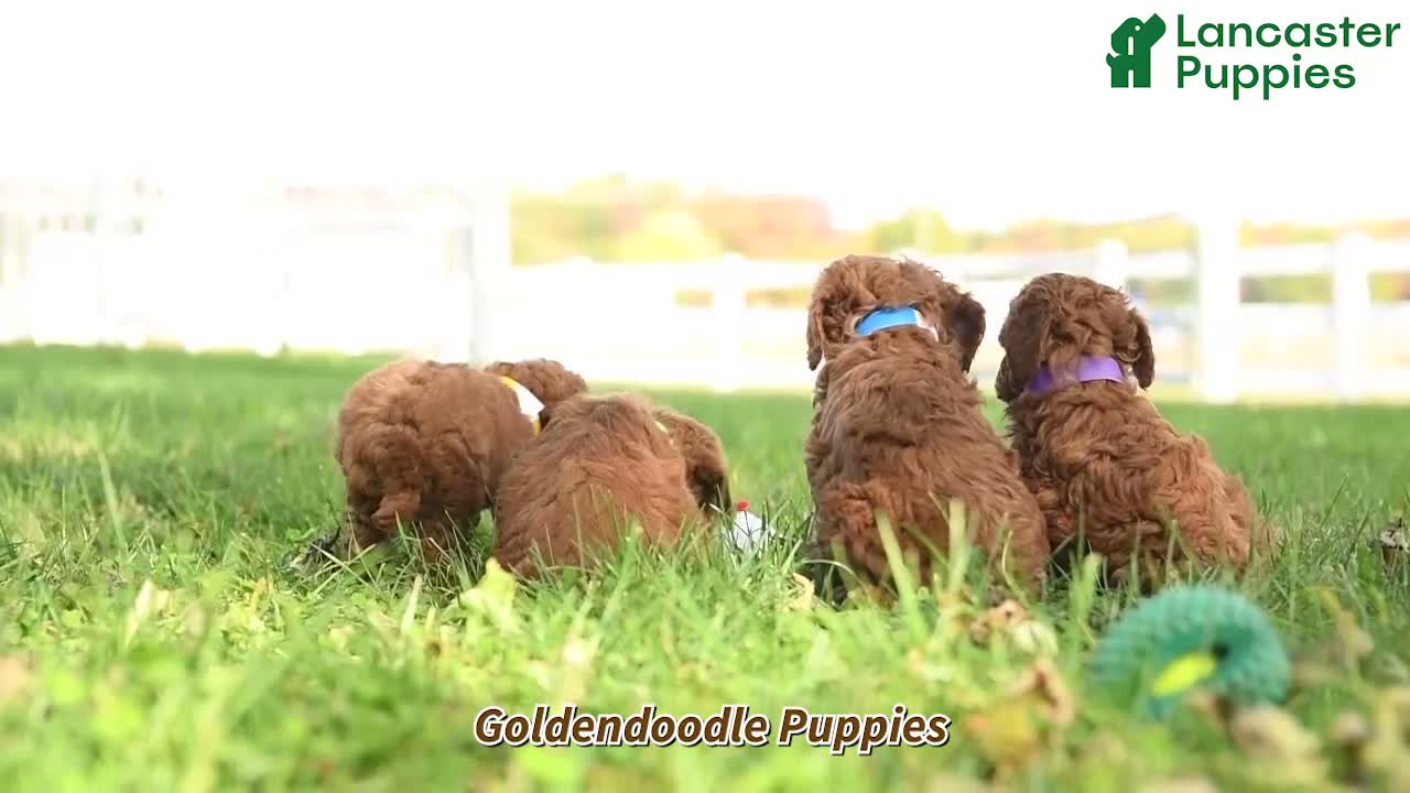 Goldendoodle dogs for sale: Nacho - Video 1