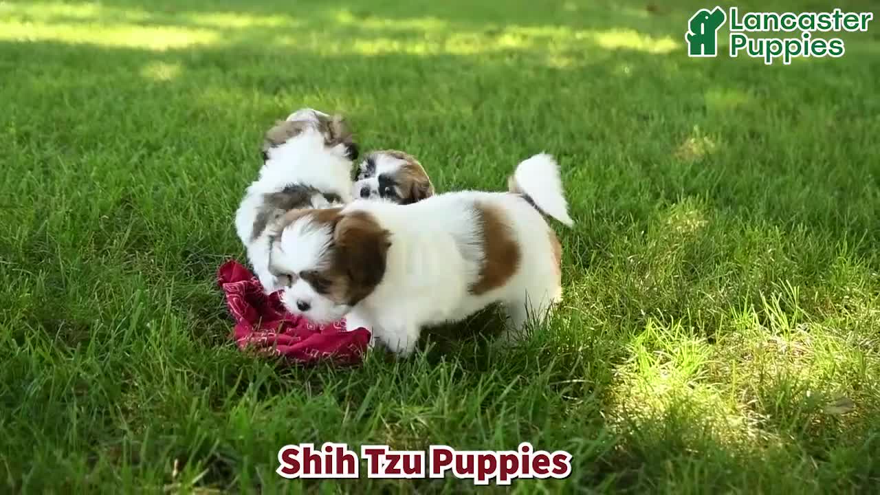 Shih Tzu dogs for sale: Lucy - Video 1
