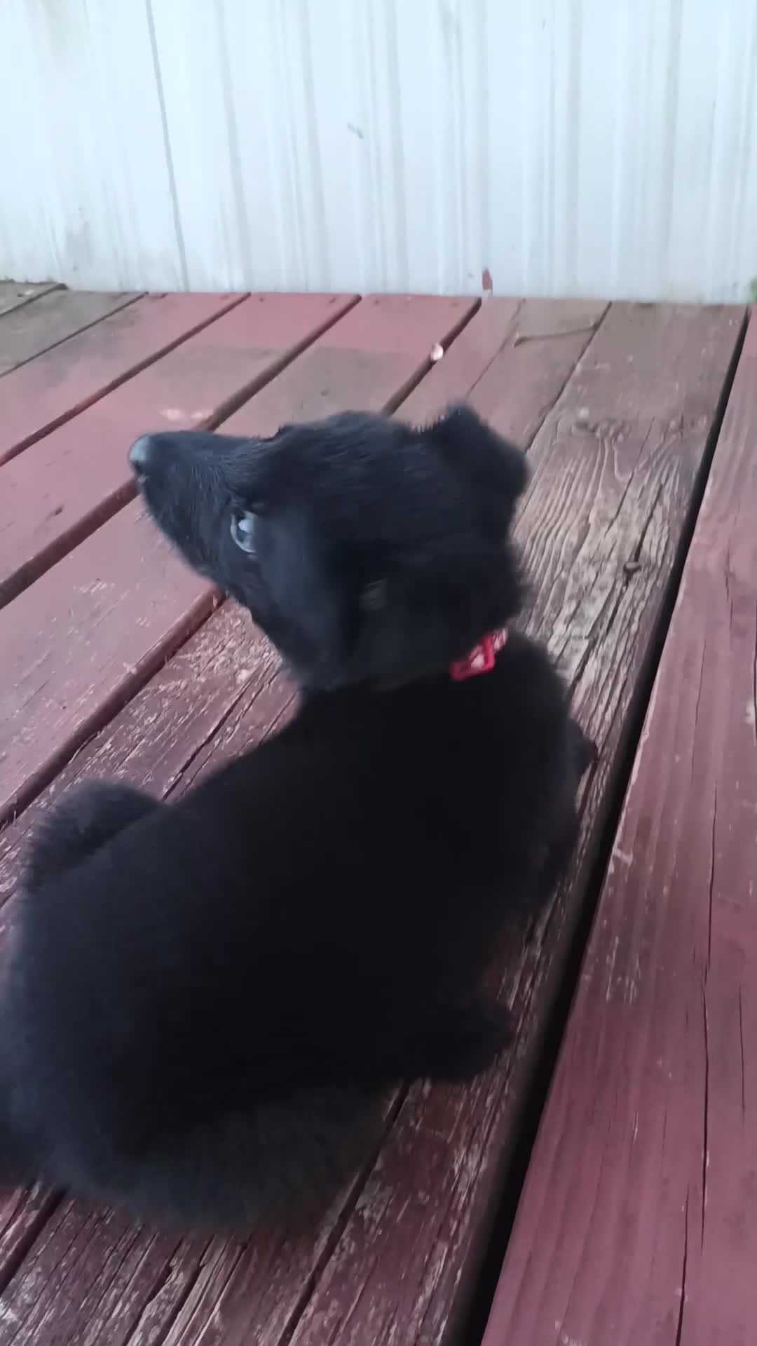 German Shepherd dogs for sale: German Shepherd 1 - Video 1