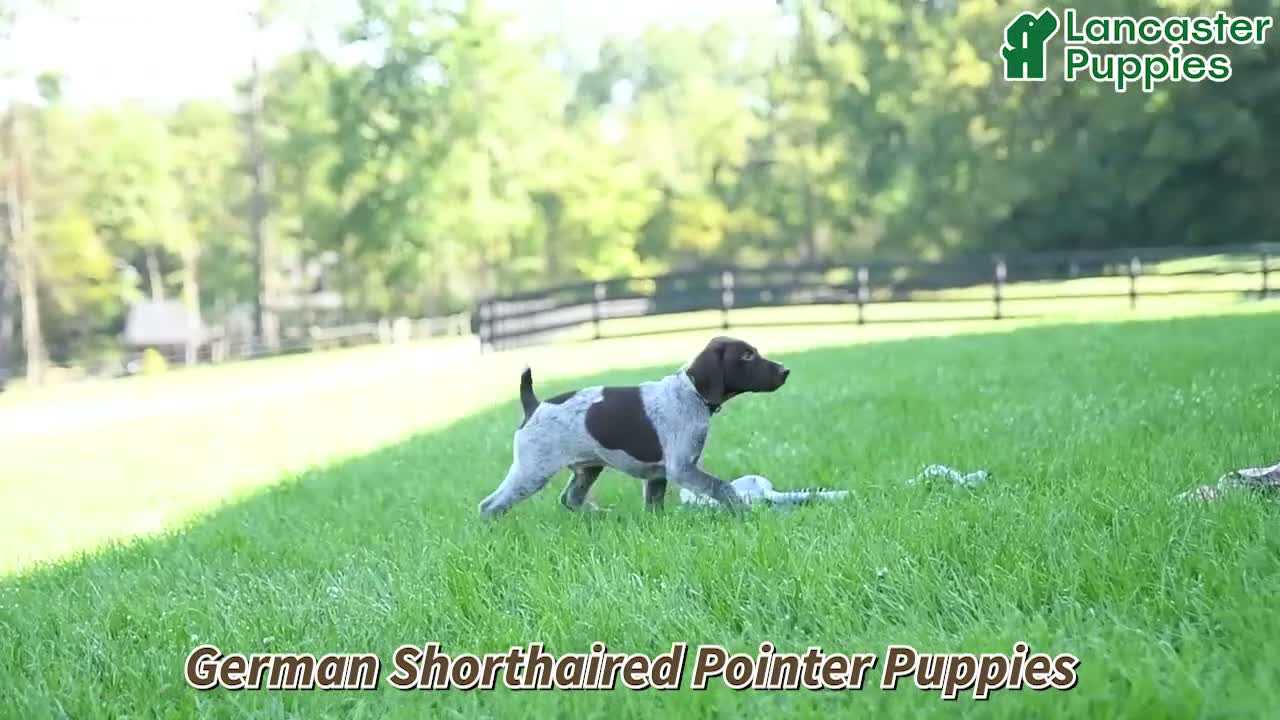 German Shorthaired Pointer dogs for sale: Ruger - Video 1