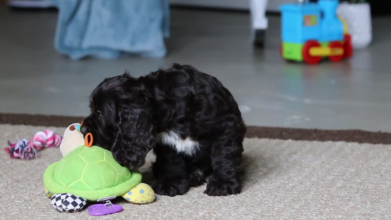 Cocker Spaniel dogs for sale: Lulu - Video 2