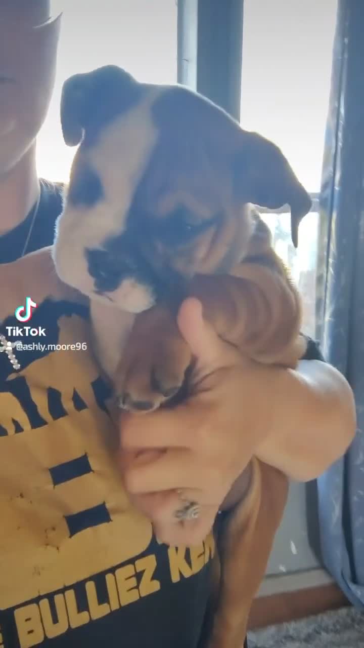 English Bulldog dogs for sale: English Bulldog 1 - Video 3