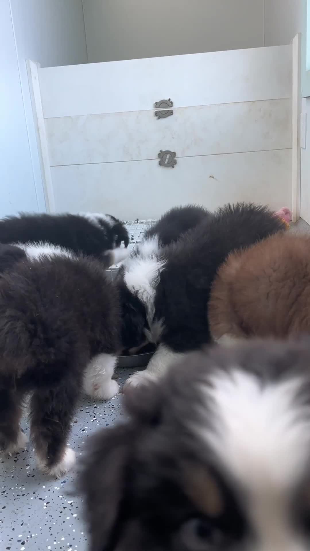 Australian Shepherd dogs for sale: Australian Shepherd- Gidget - Video 3