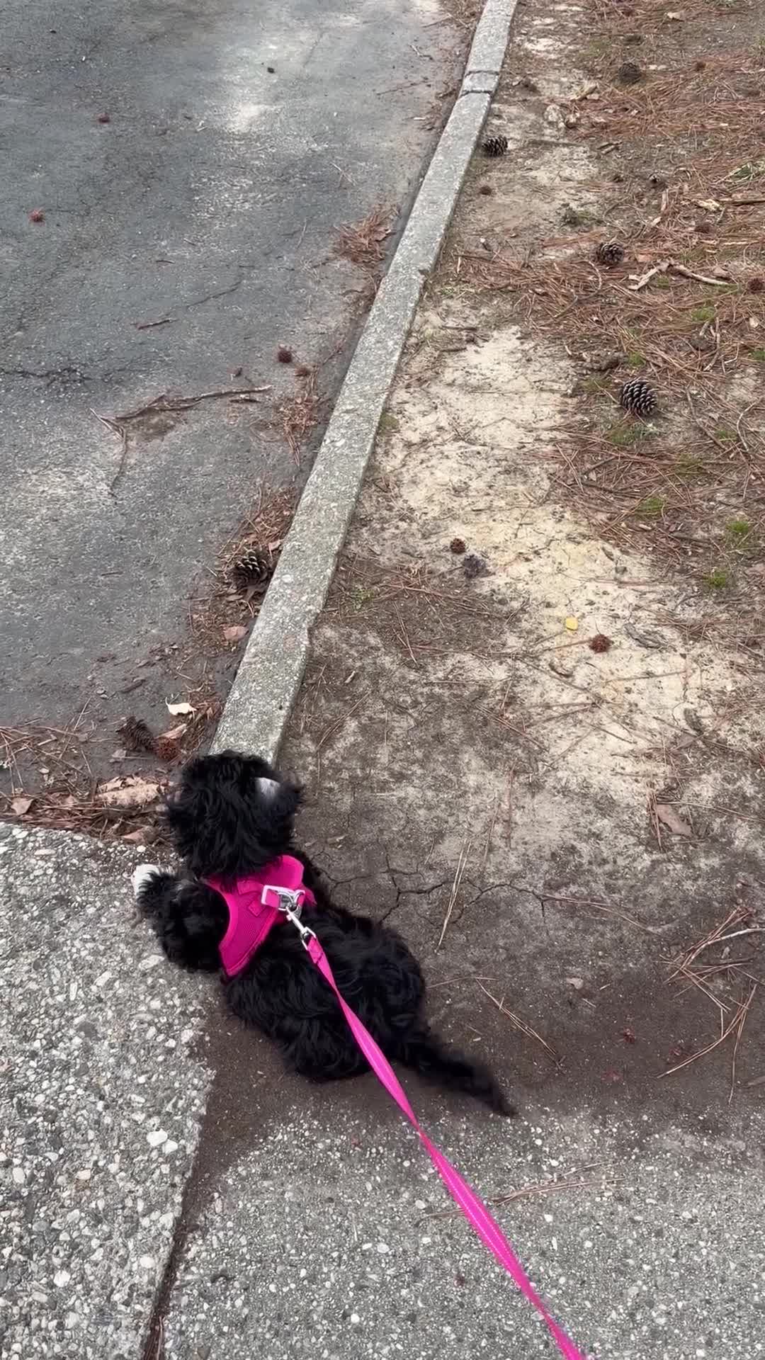 Teddy Bear dogs for sale: Oreo - Video 2