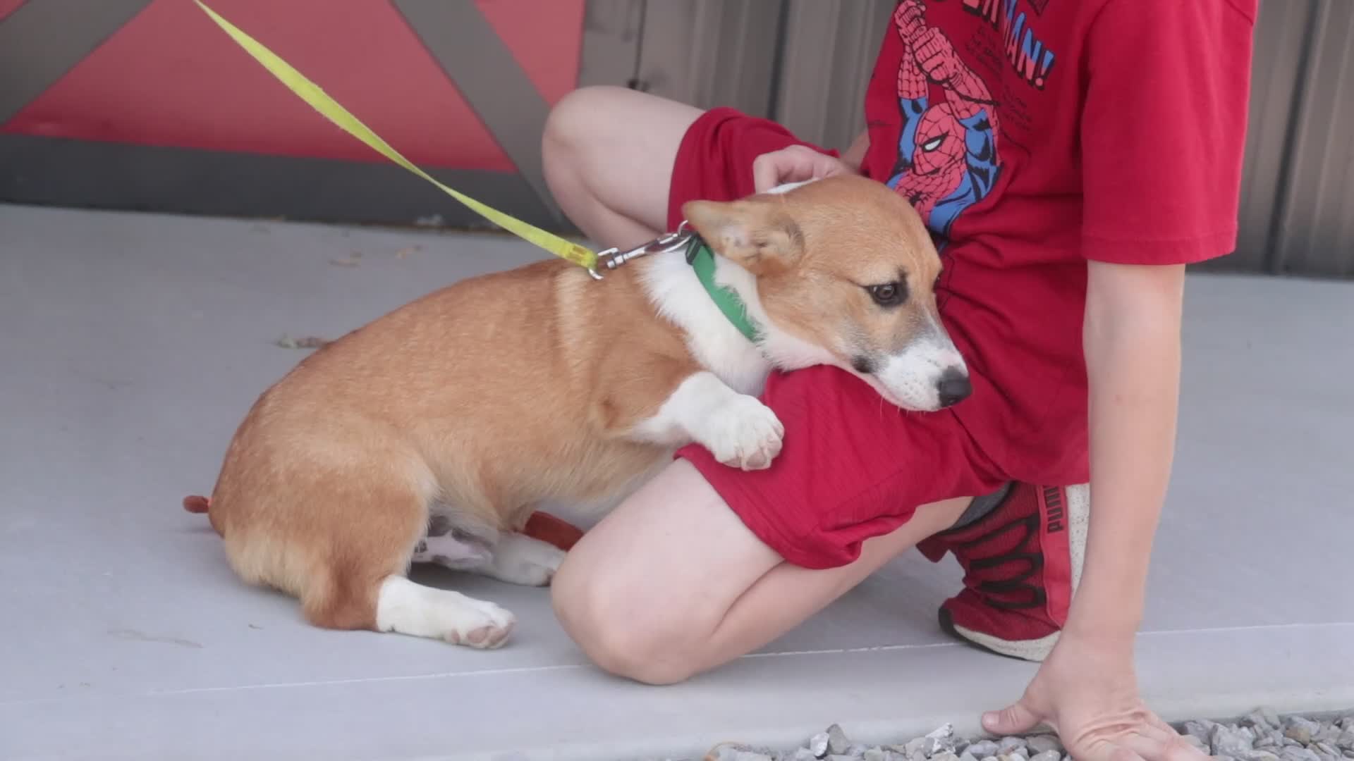 Welsh Corgi Pembroke dogs for sale: Ripley - Video 2